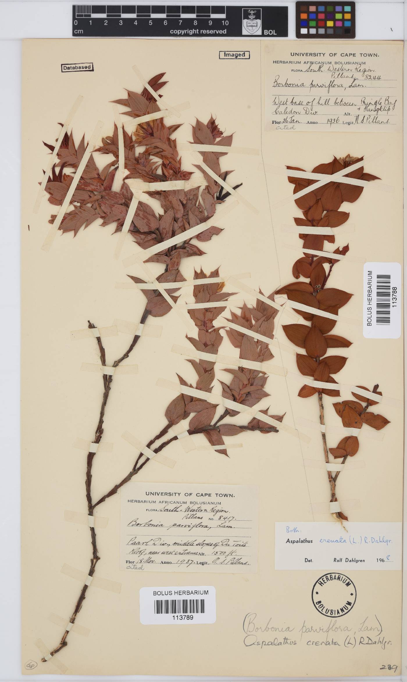 Aspalathus crenata image