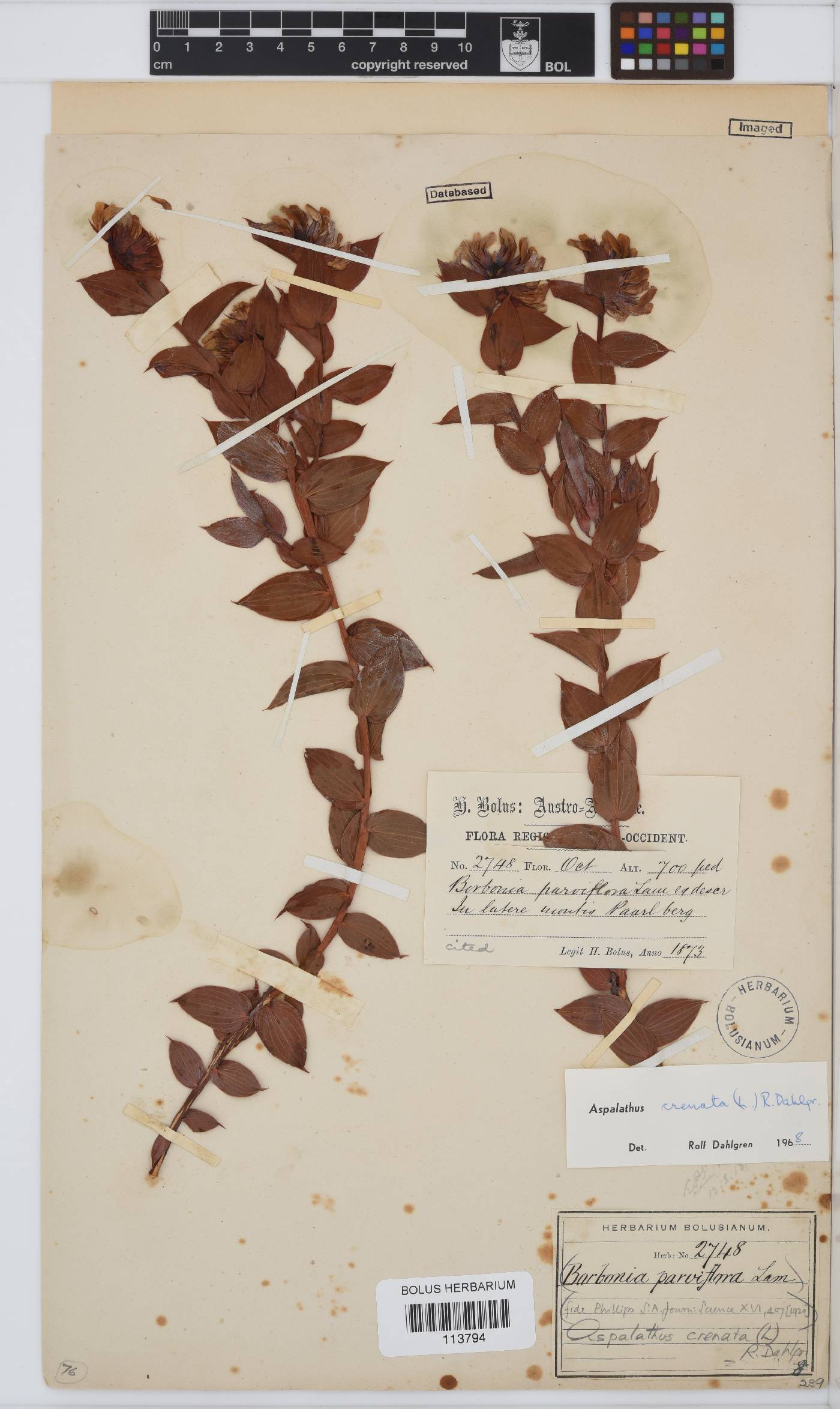 Aspalathus crenata image