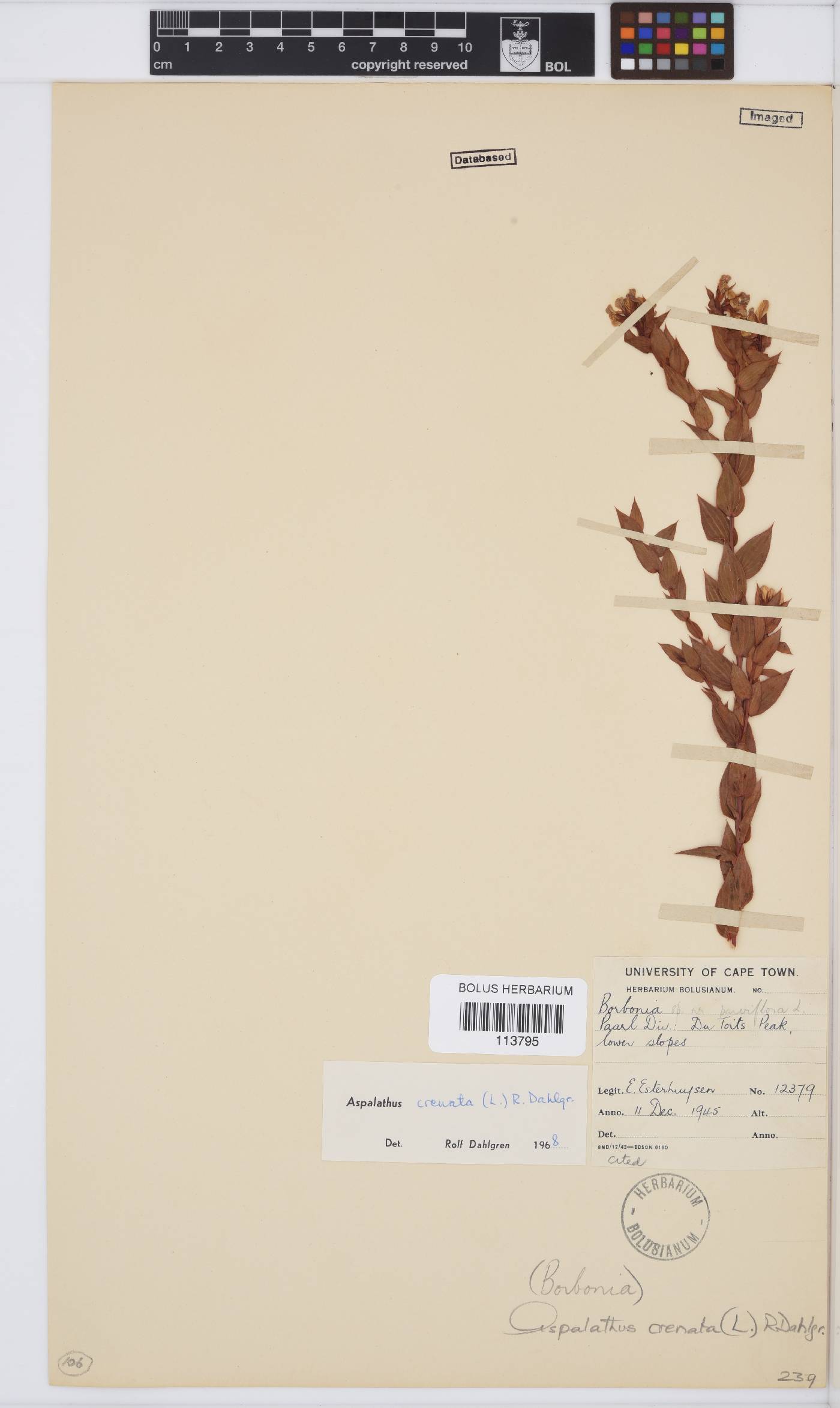 Aspalathus crenata image