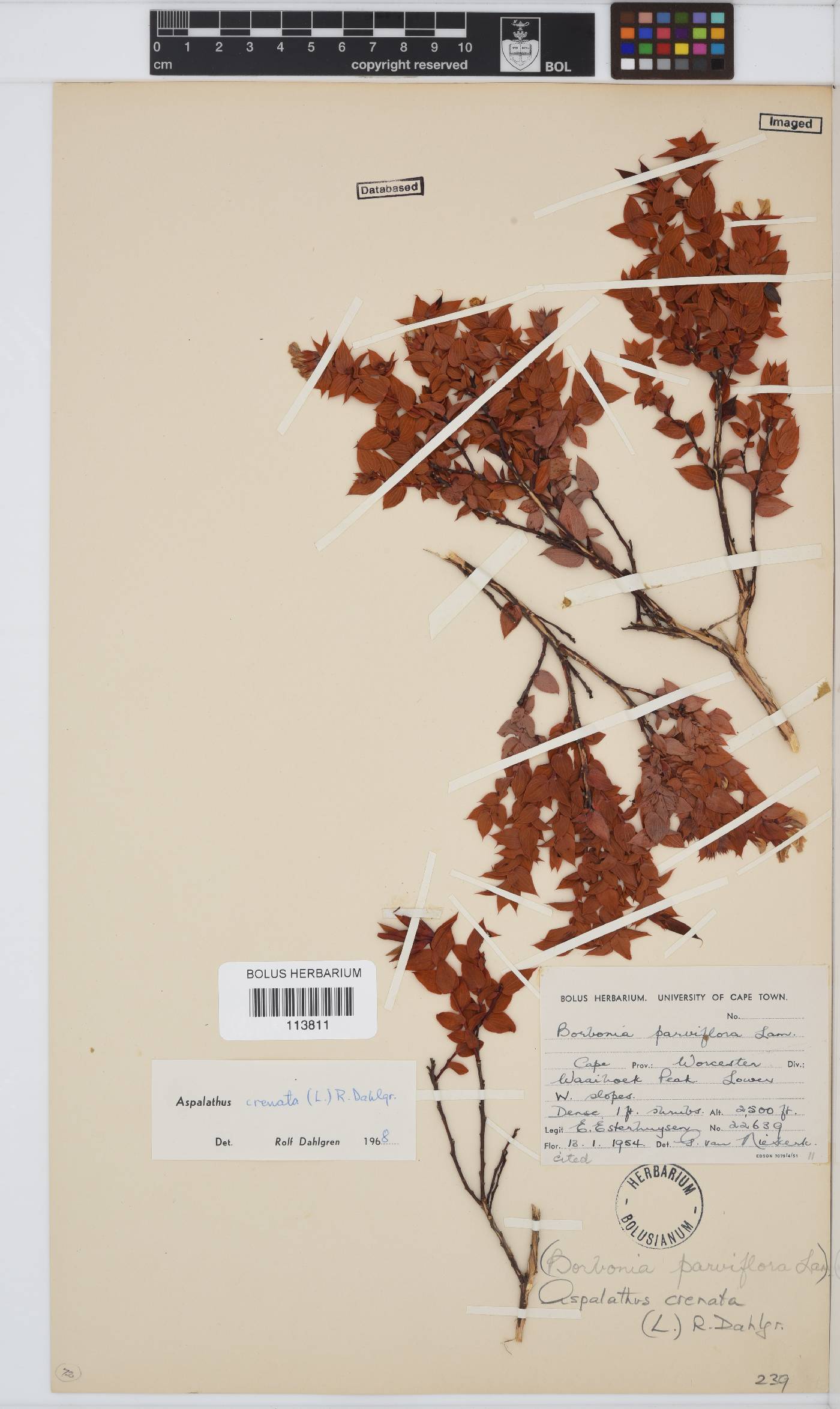 Aspalathus crenata image