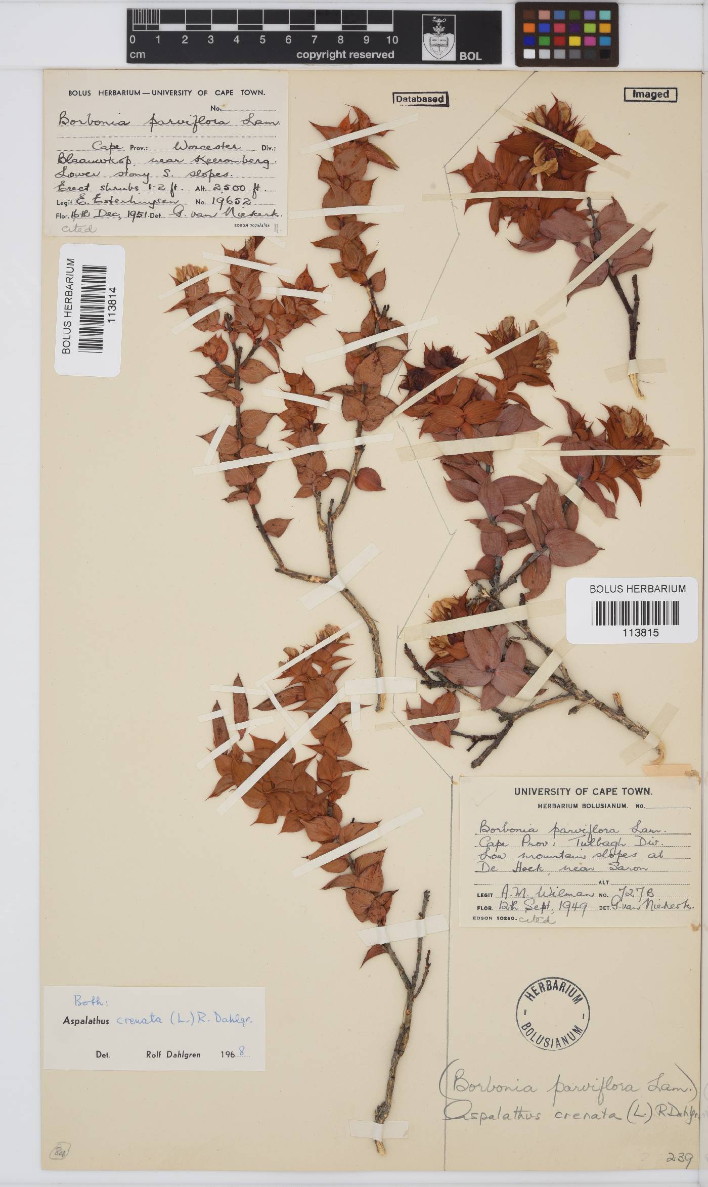 Aspalathus crenata image