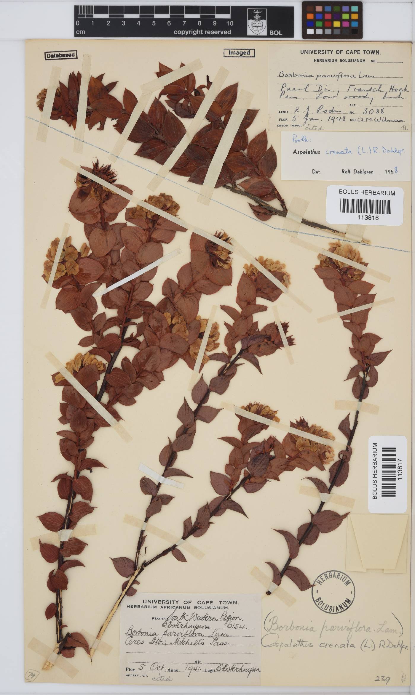 Aspalathus crenata image
