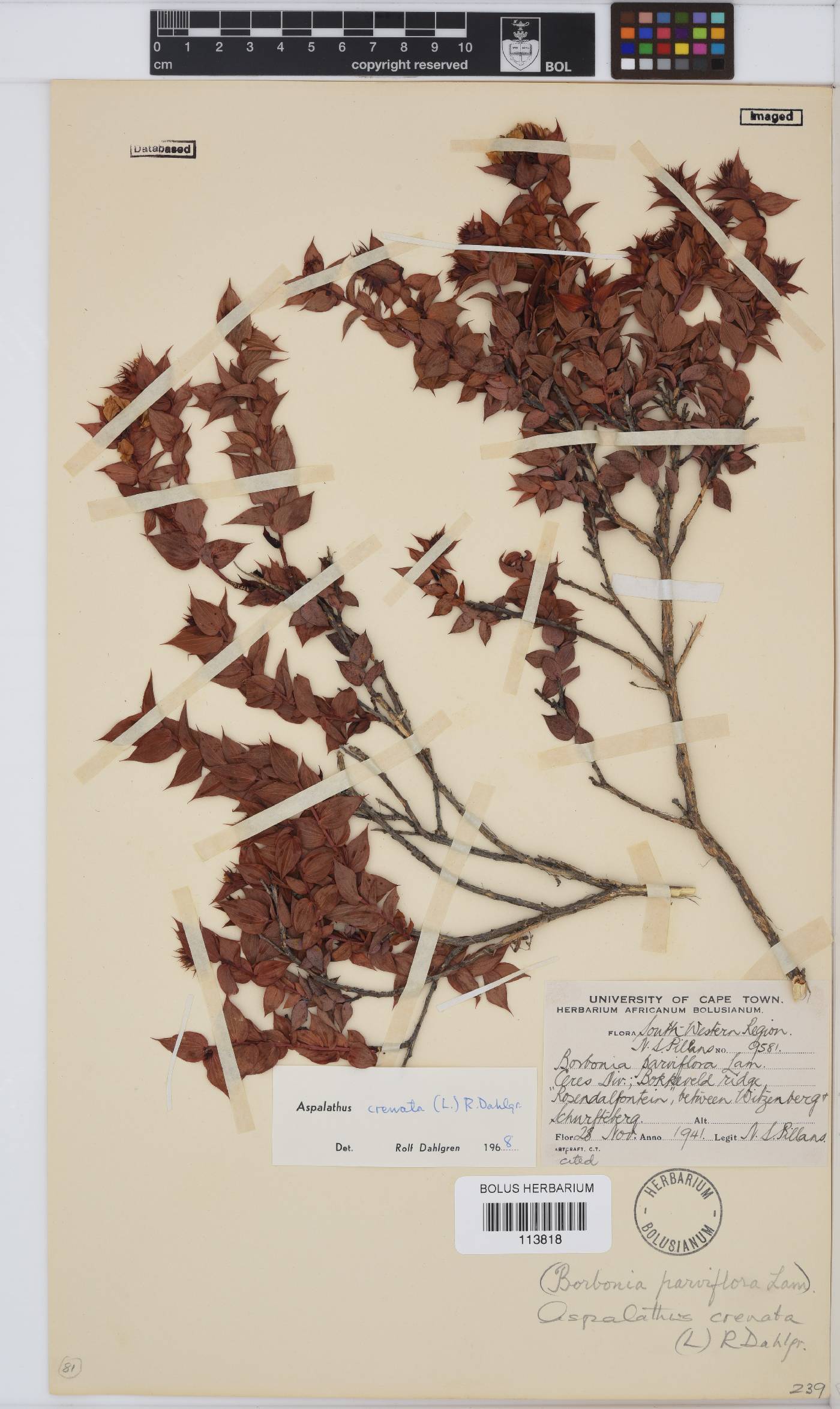 Aspalathus crenata image