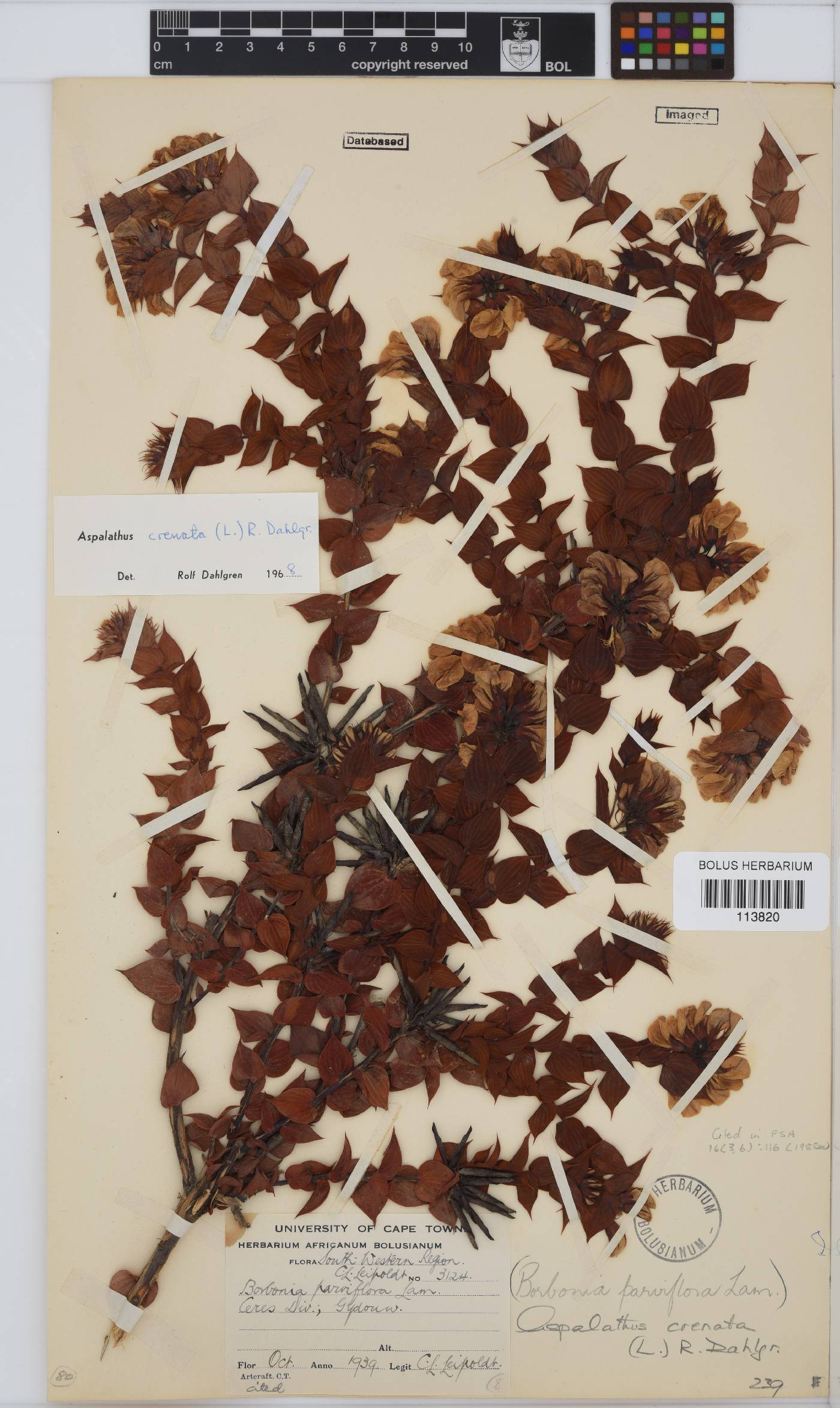 Aspalathus crenata image