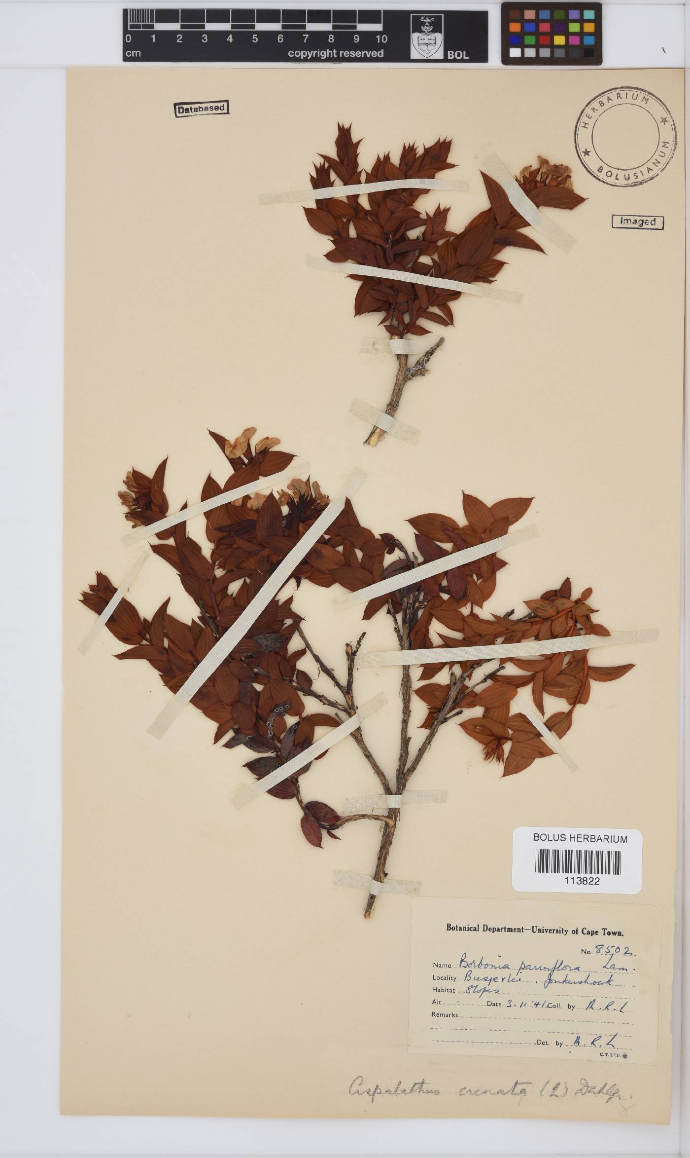 Aspalathus crenata image