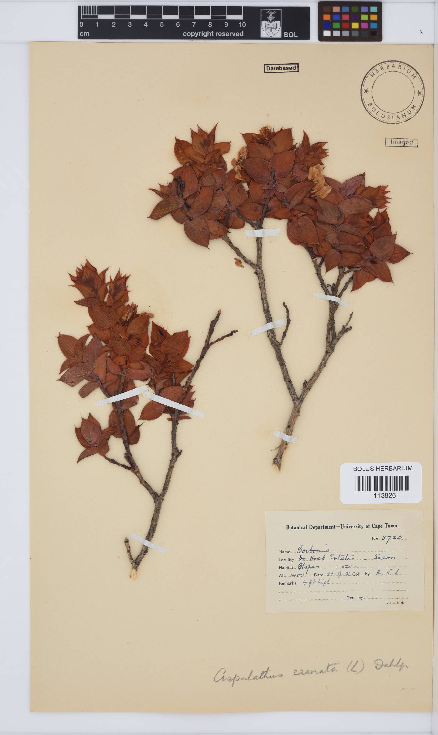 Aspalathus crenata image