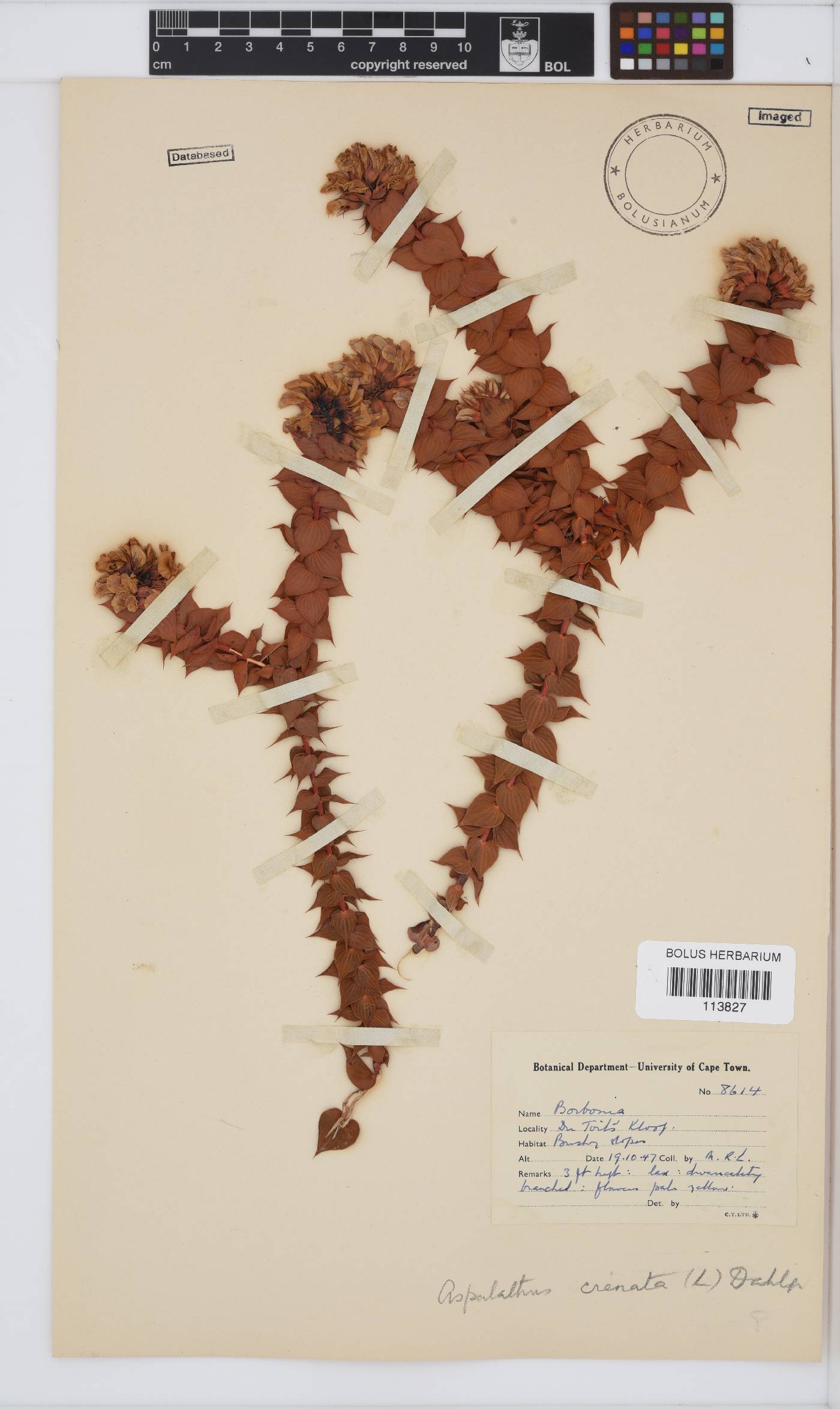 Aspalathus crenata image
