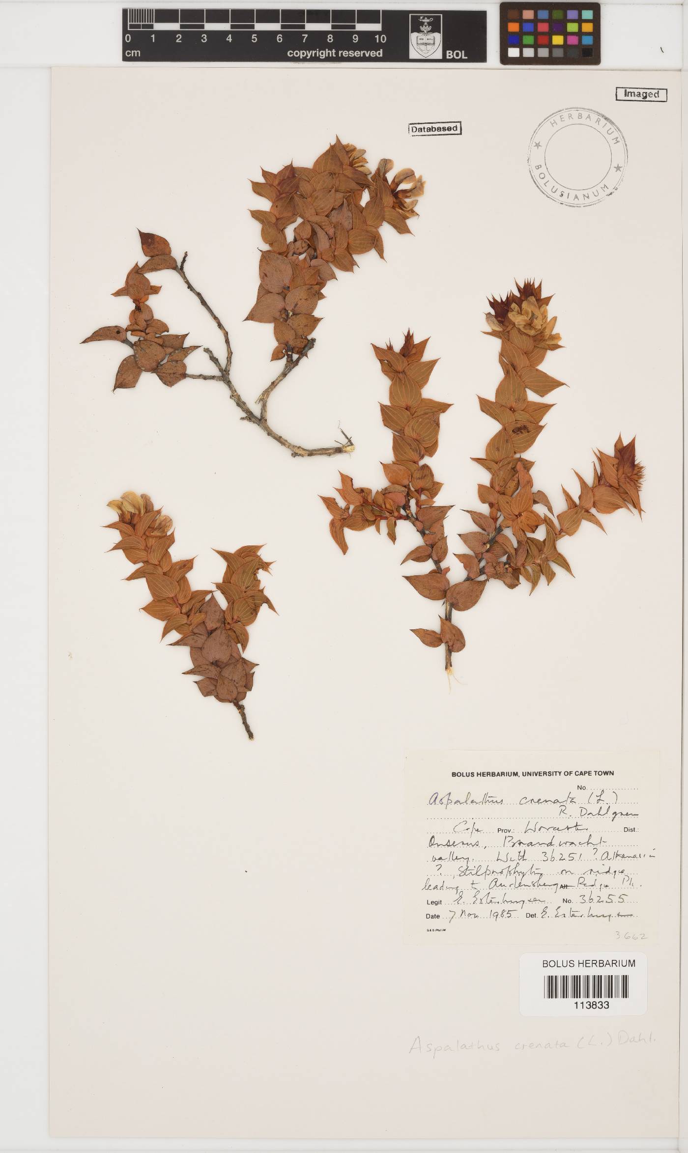 Aspalathus crenata image