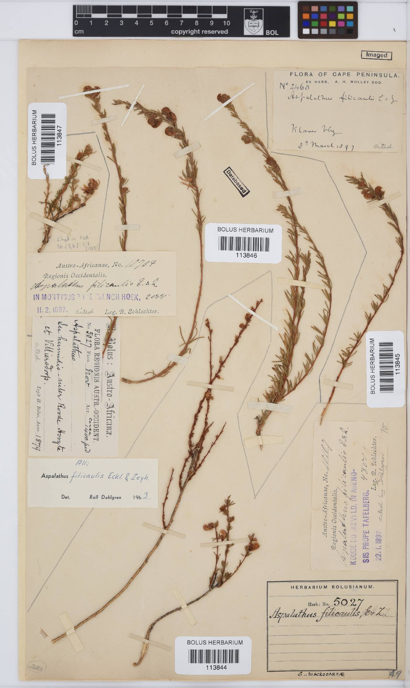Aspalathus filicaulis image