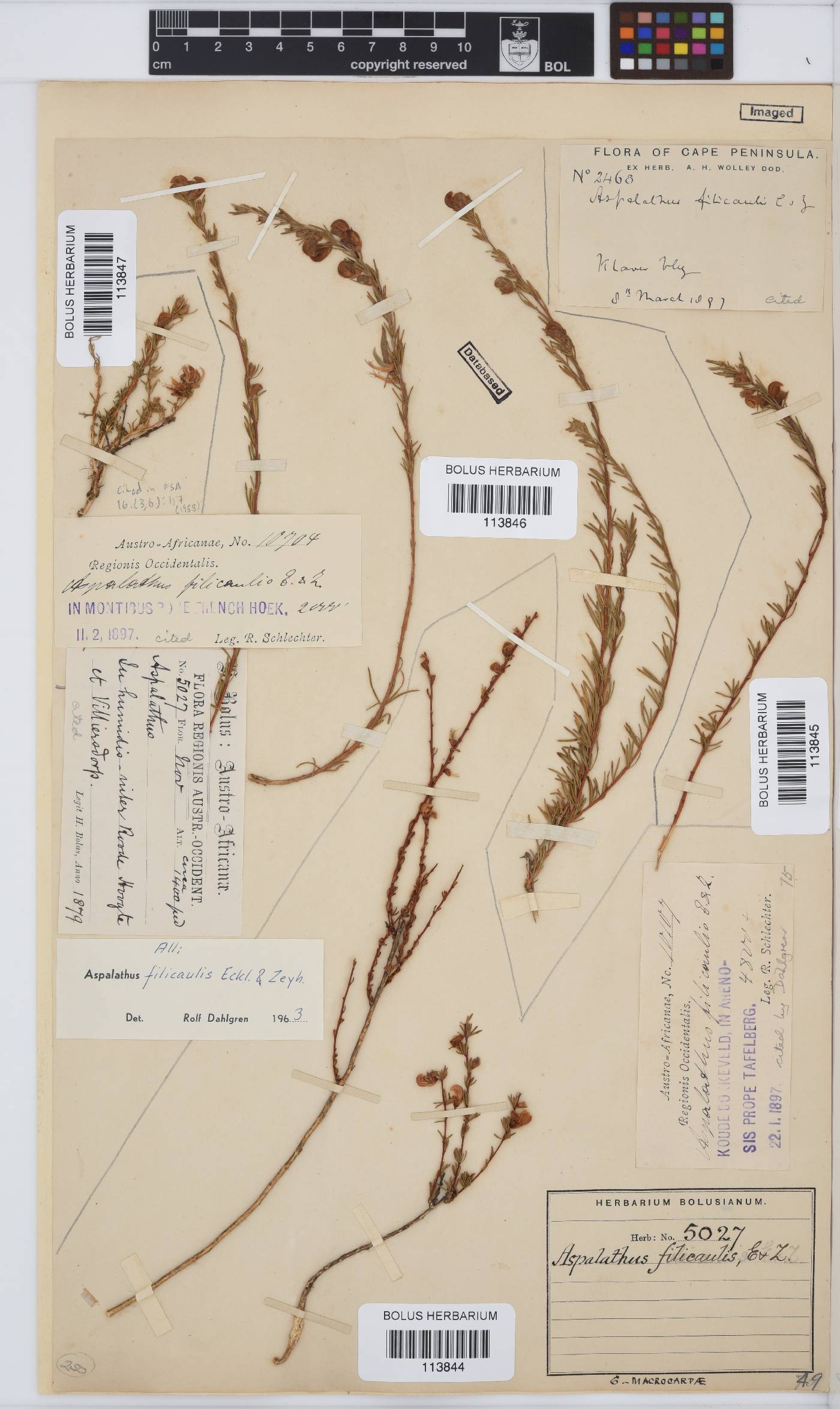 Aspalathus filicaulis image