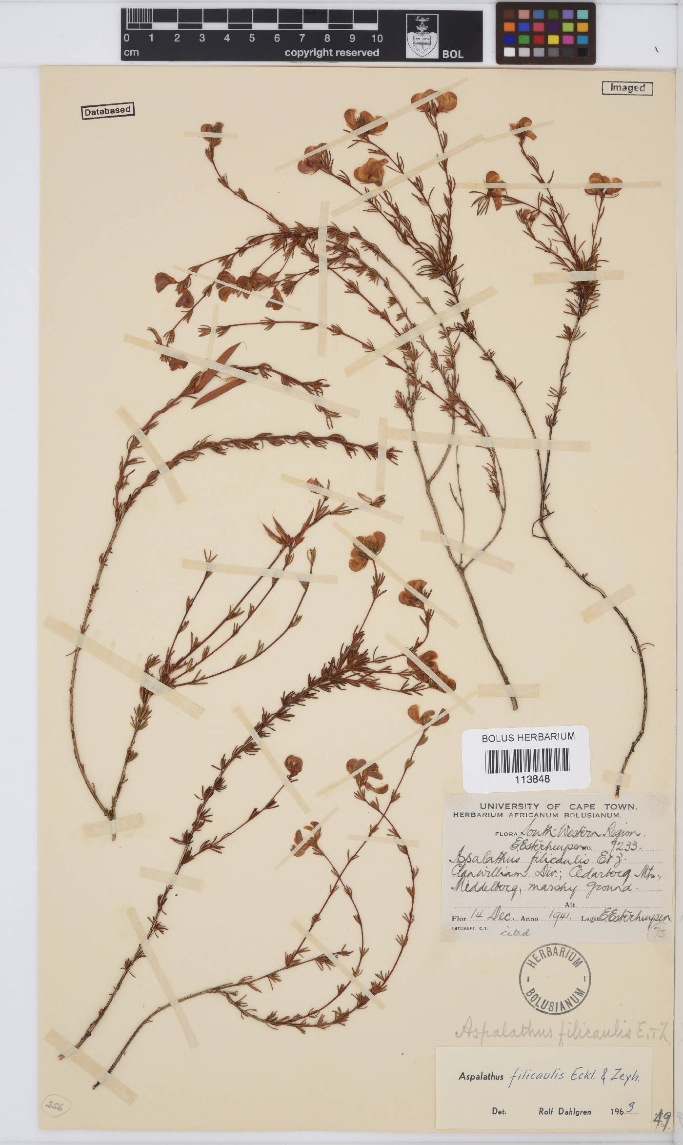 Aspalathus filicaulis image