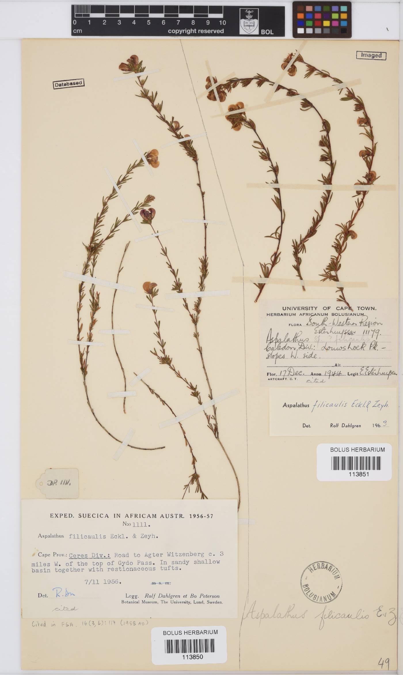Aspalathus filicaulis image