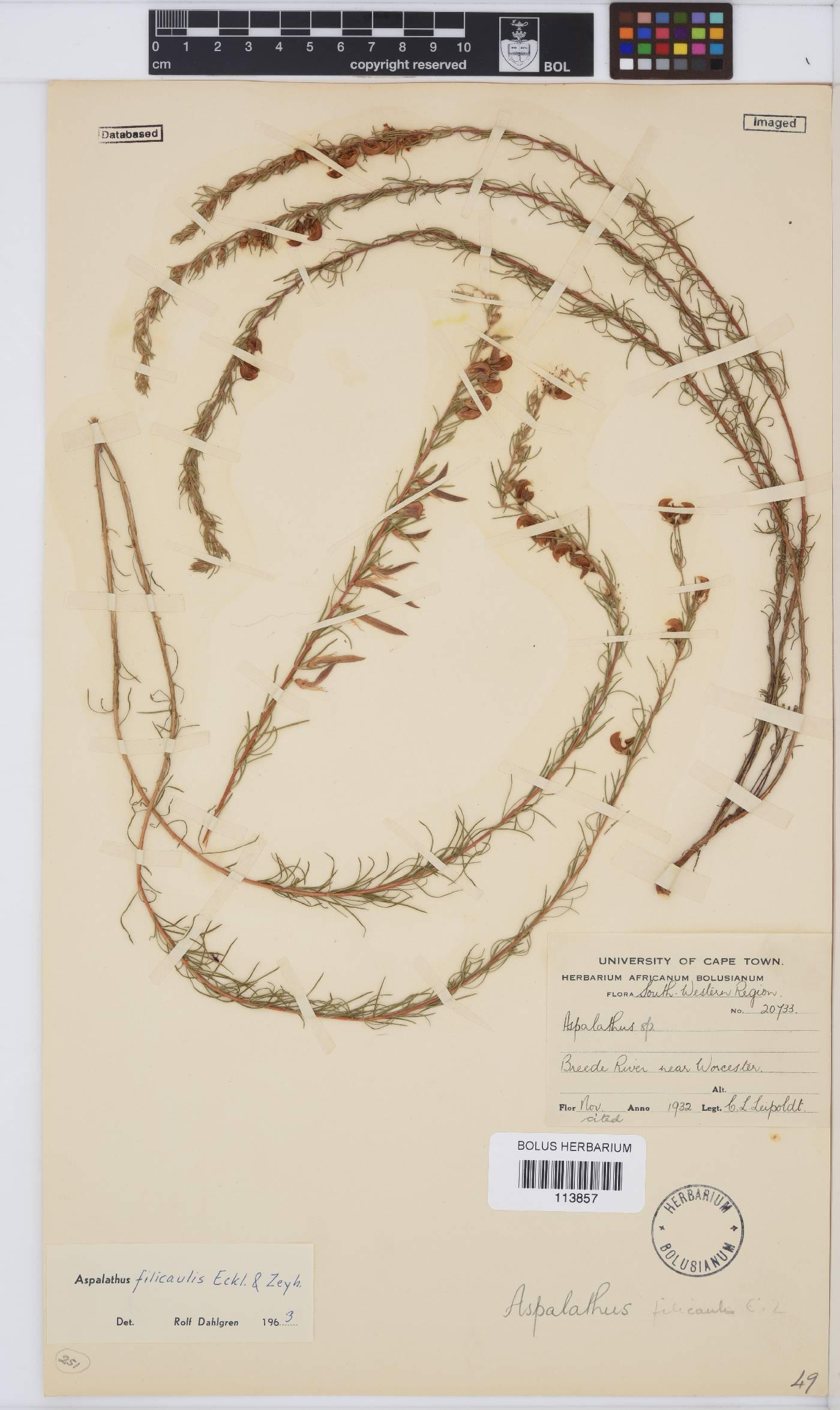 Aspalathus filicaulis image