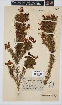 Aspalathus macrantha image