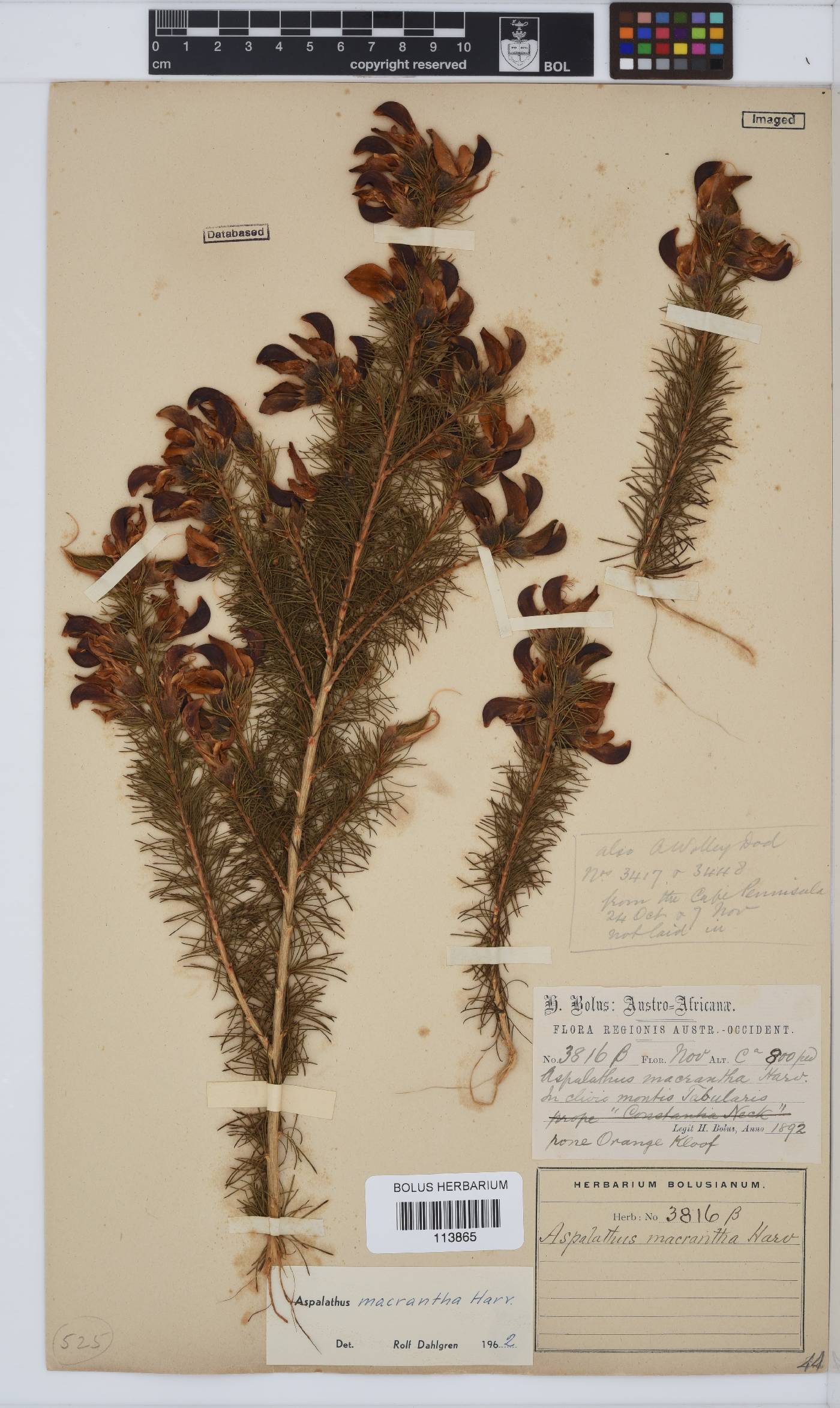 Aspalathus macrantha image