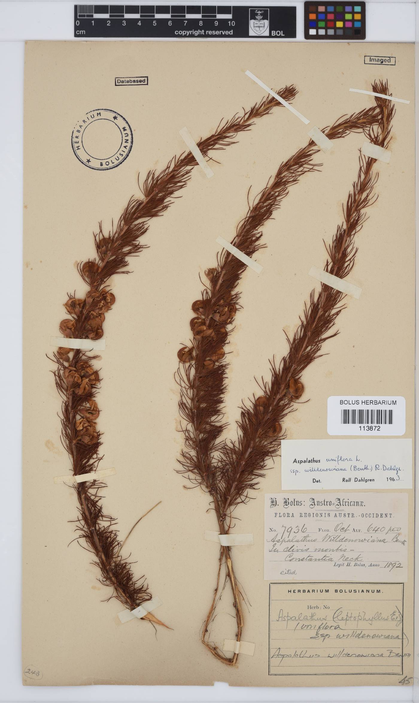 Aspalathus willdenowiana image