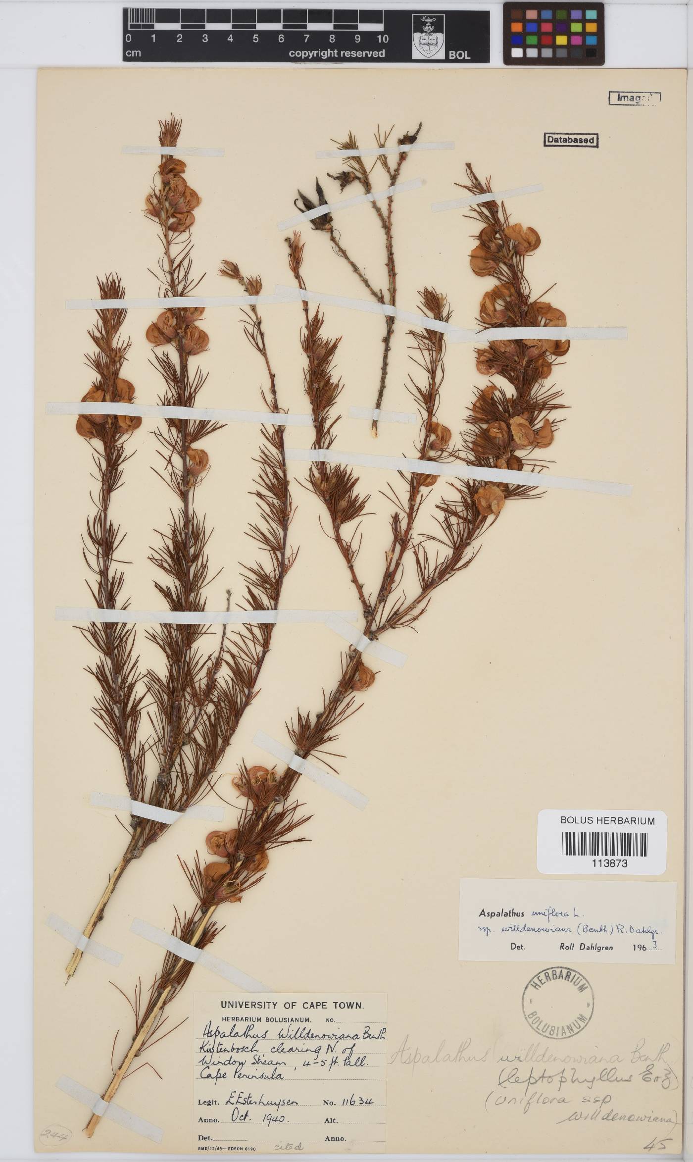 Aspalathus willdenowiana image