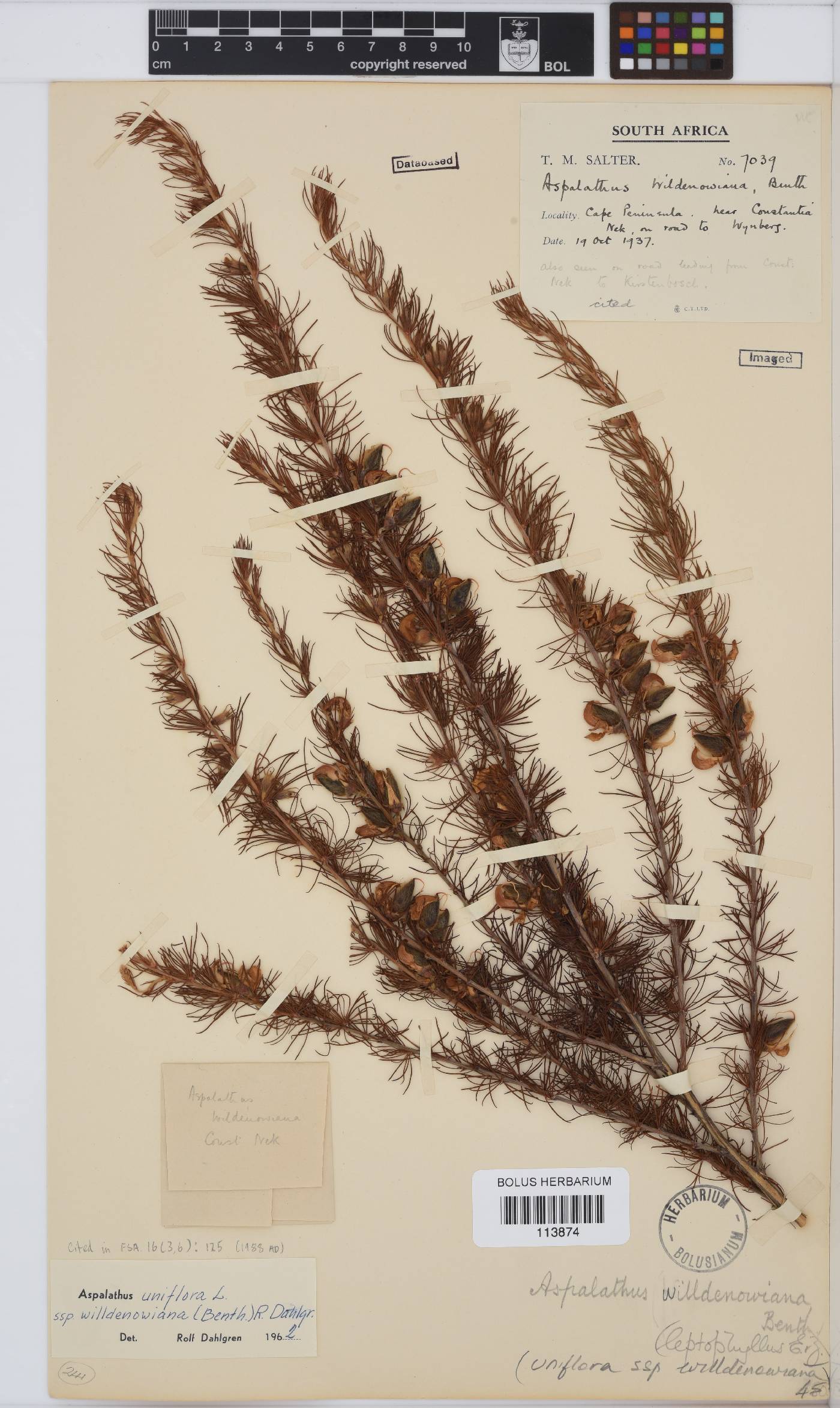 Aspalathus willdenowiana image