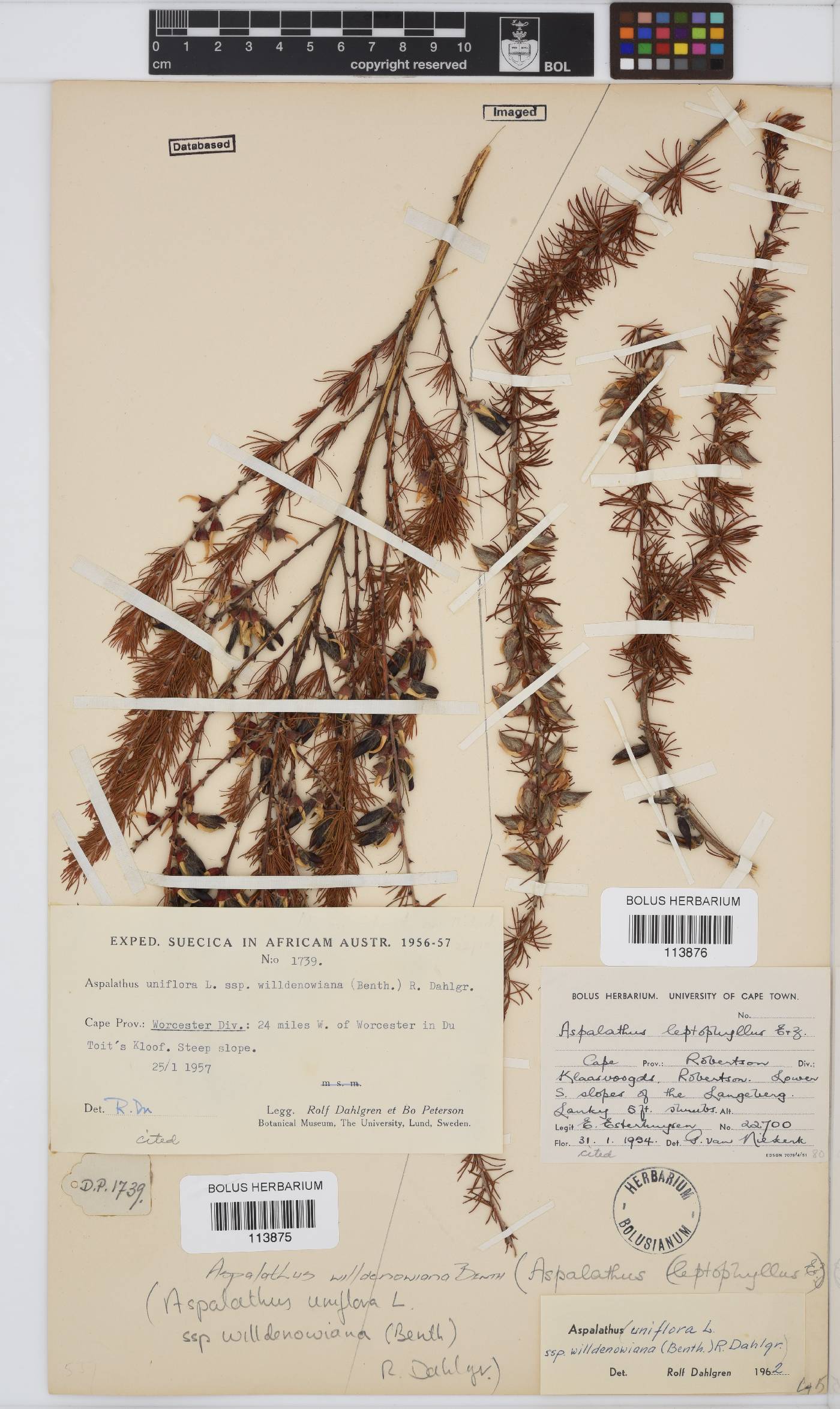 Aspalathus willdenowiana image