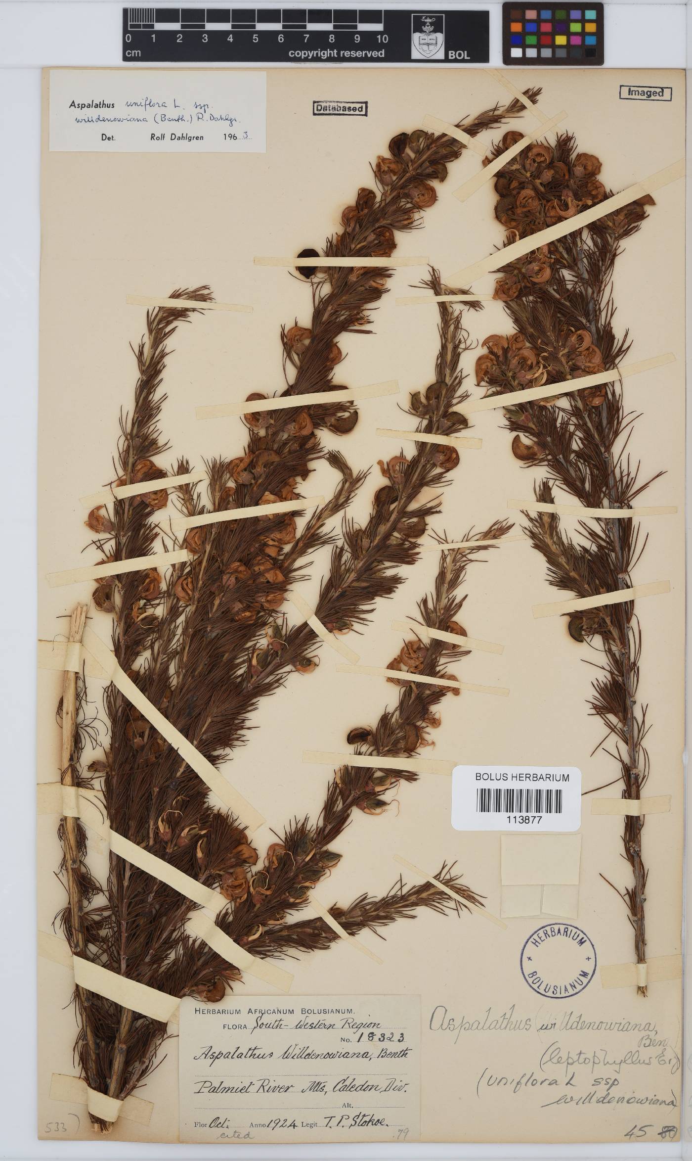 Aspalathus willdenowiana image