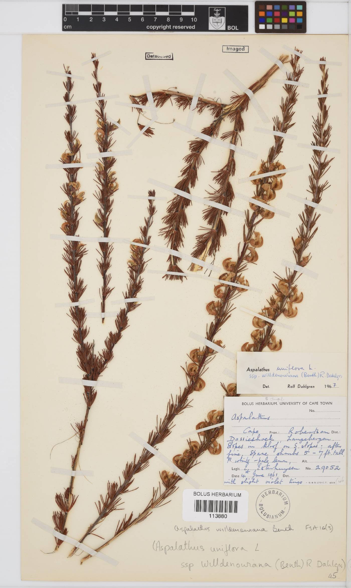 Aspalathus willdenowiana image