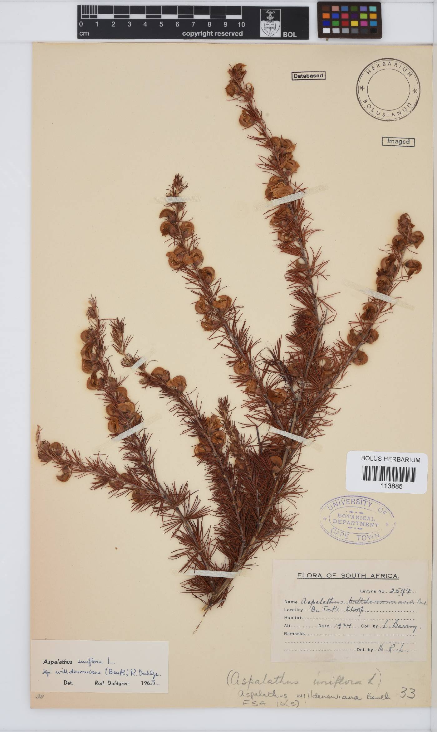 Aspalathus willdenowiana image