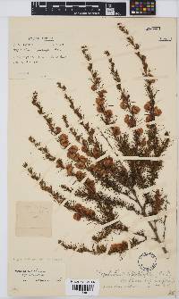 Image of Aspalathus uniflora