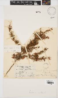 Aspalathus uniflora image