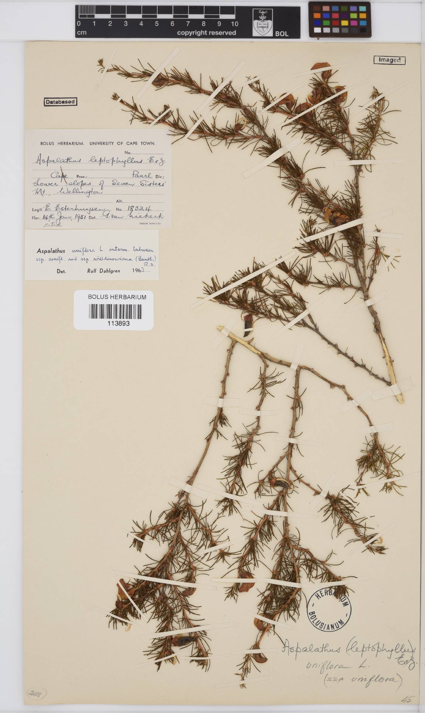 Aspalathus uniflora image