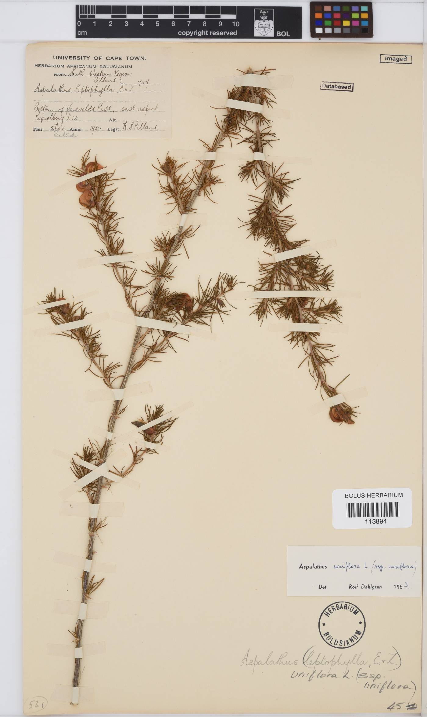 Aspalathus uniflora image