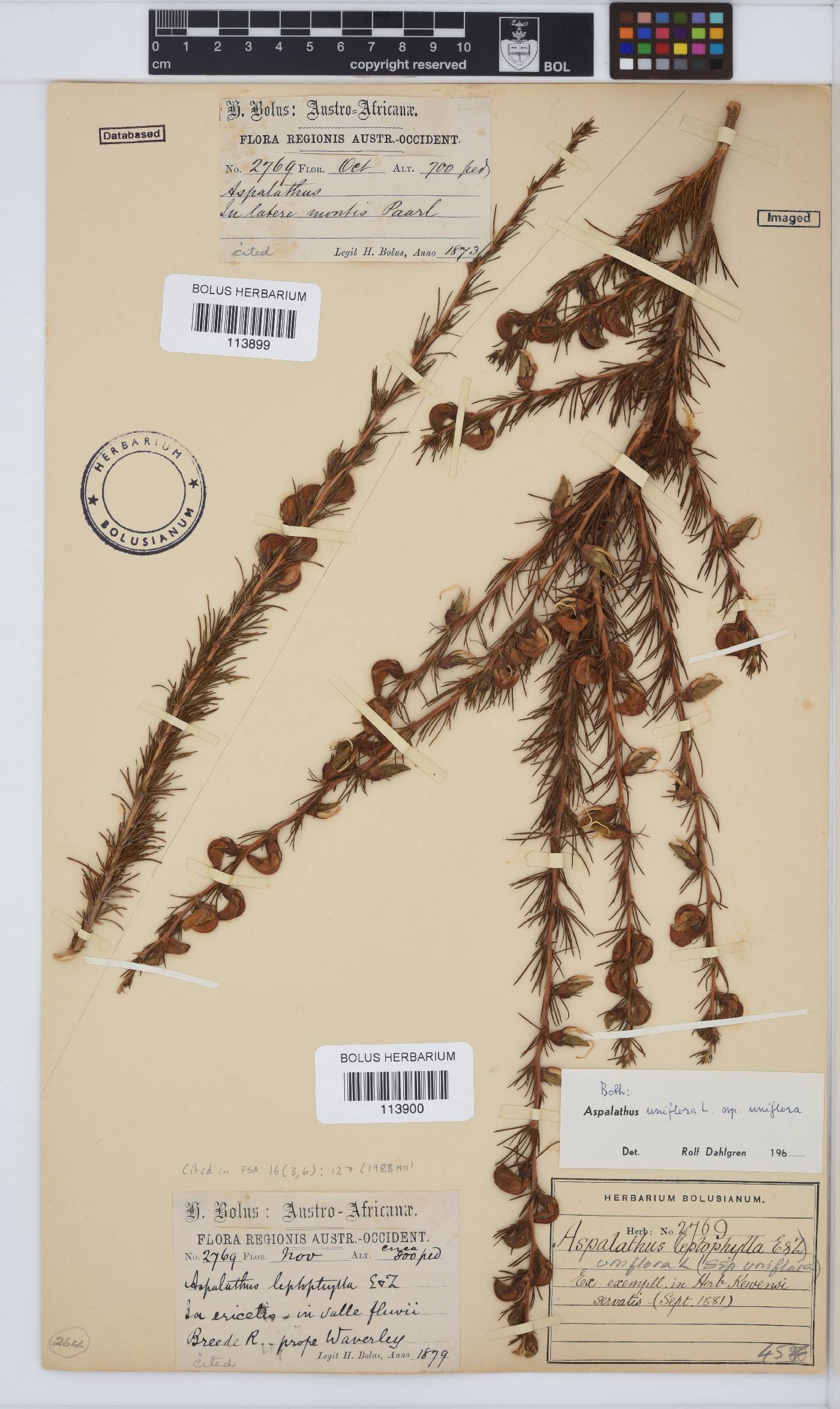 Aspalathus uniflora image
