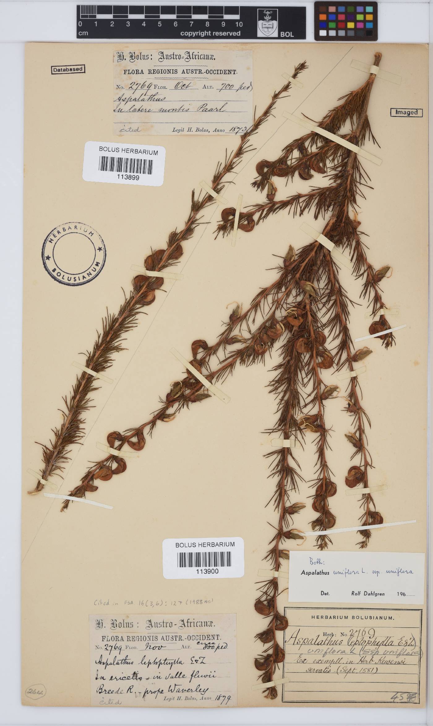 Aspalathus uniflora image