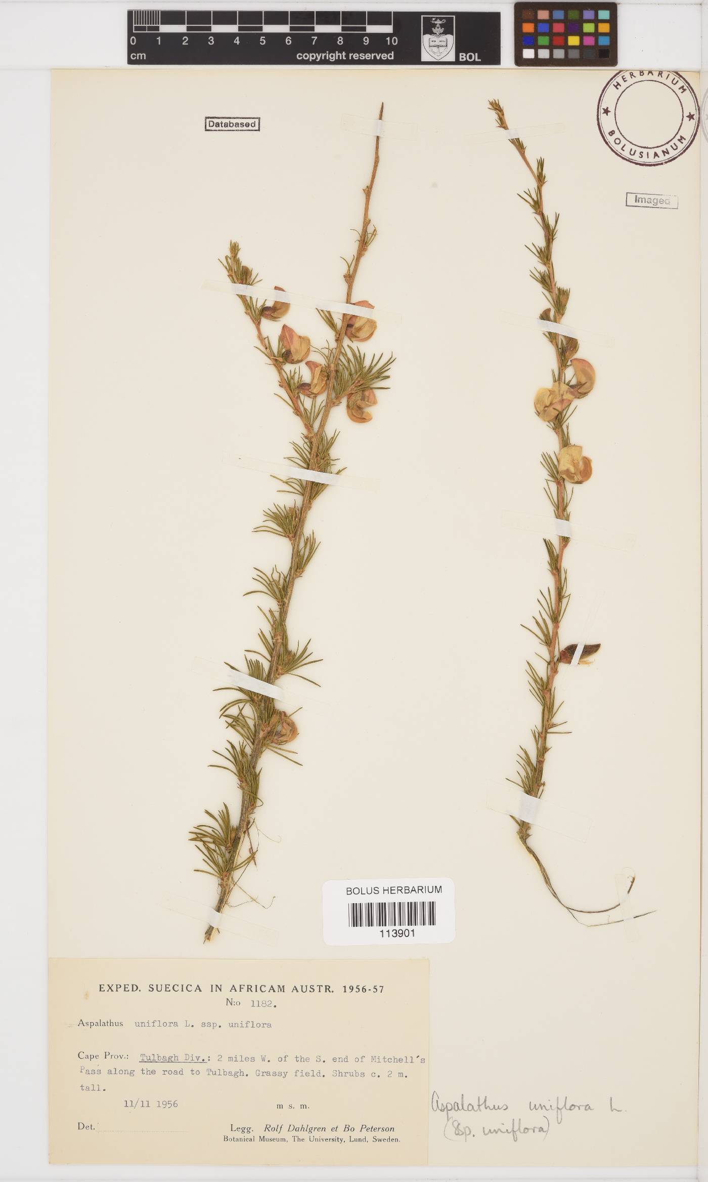 Aspalathus uniflora image