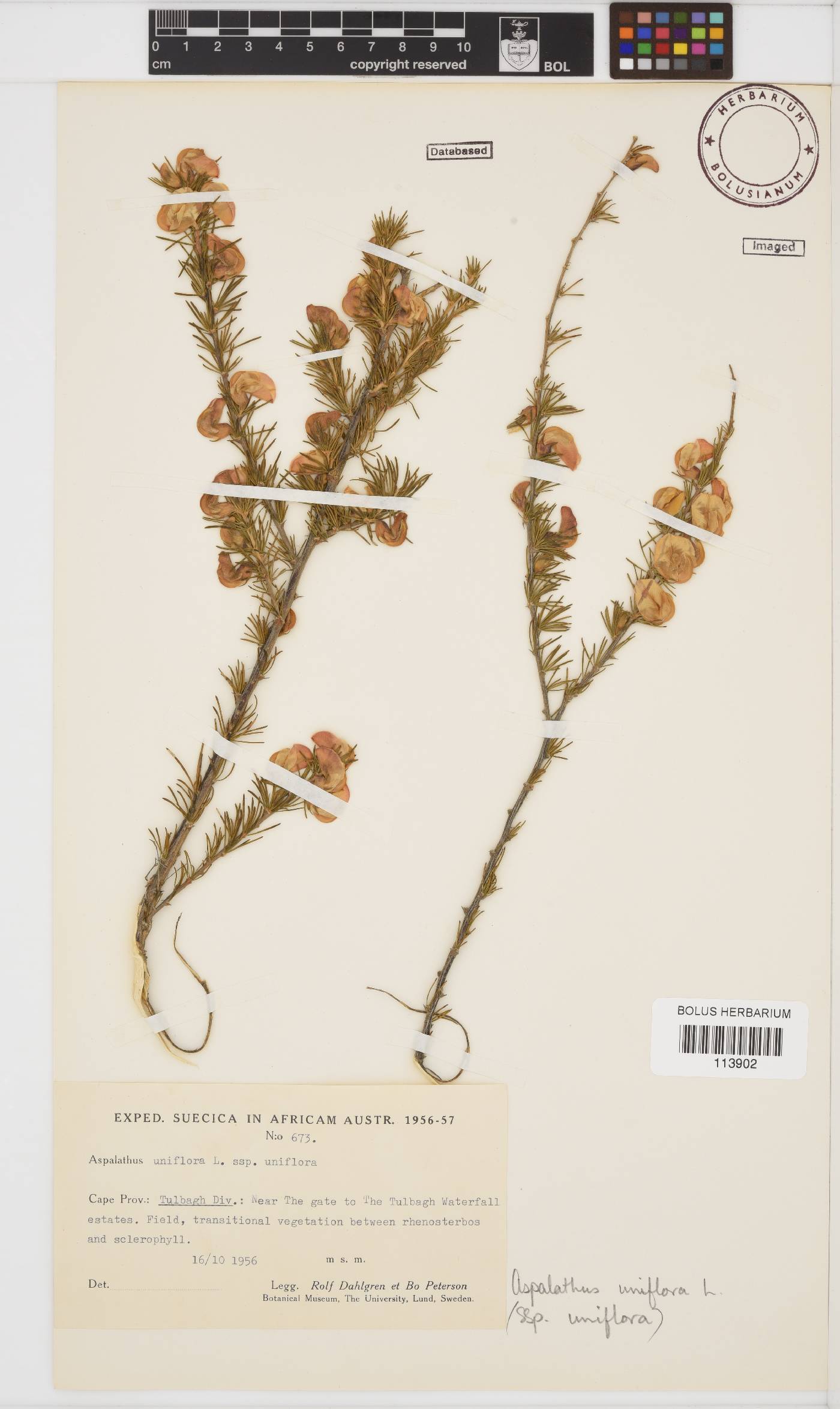 Aspalathus uniflora image
