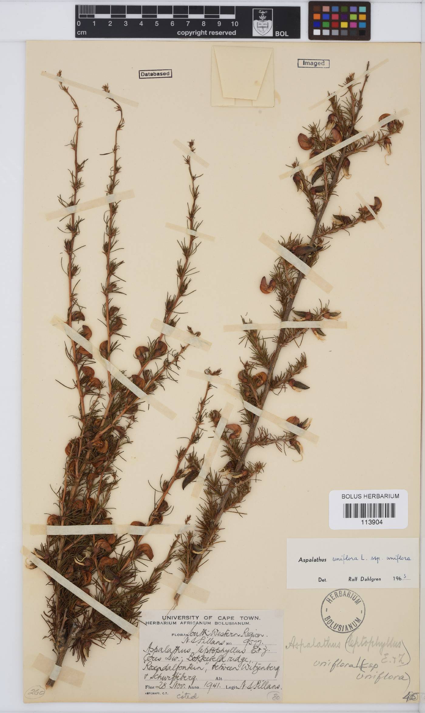 Aspalathus uniflora image