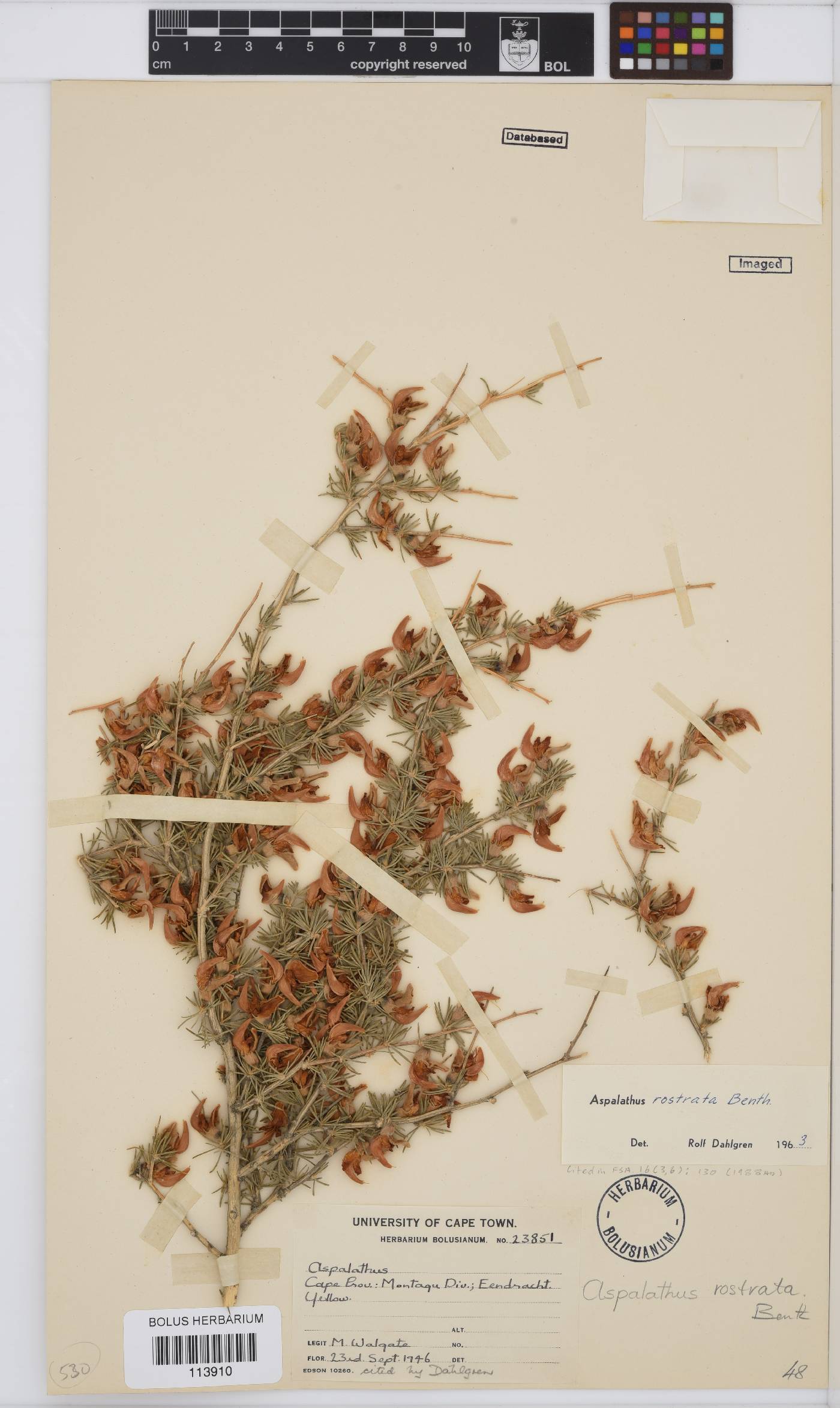 Aspalathus rostrata image