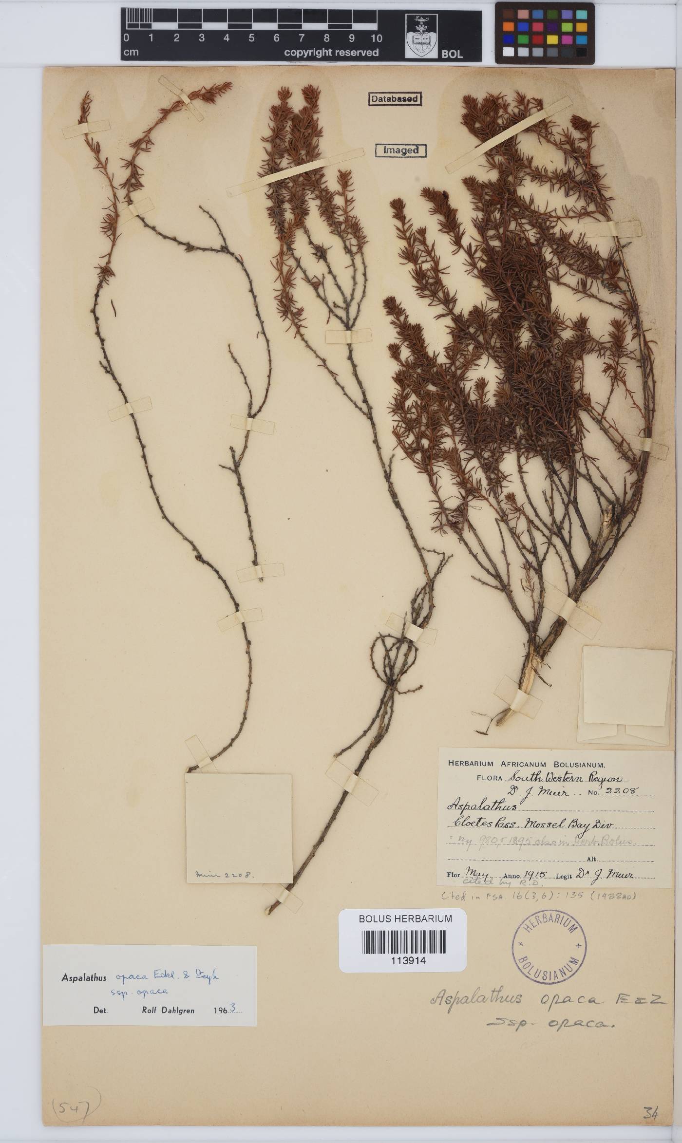 Aspalathus opaca subsp. opaca image