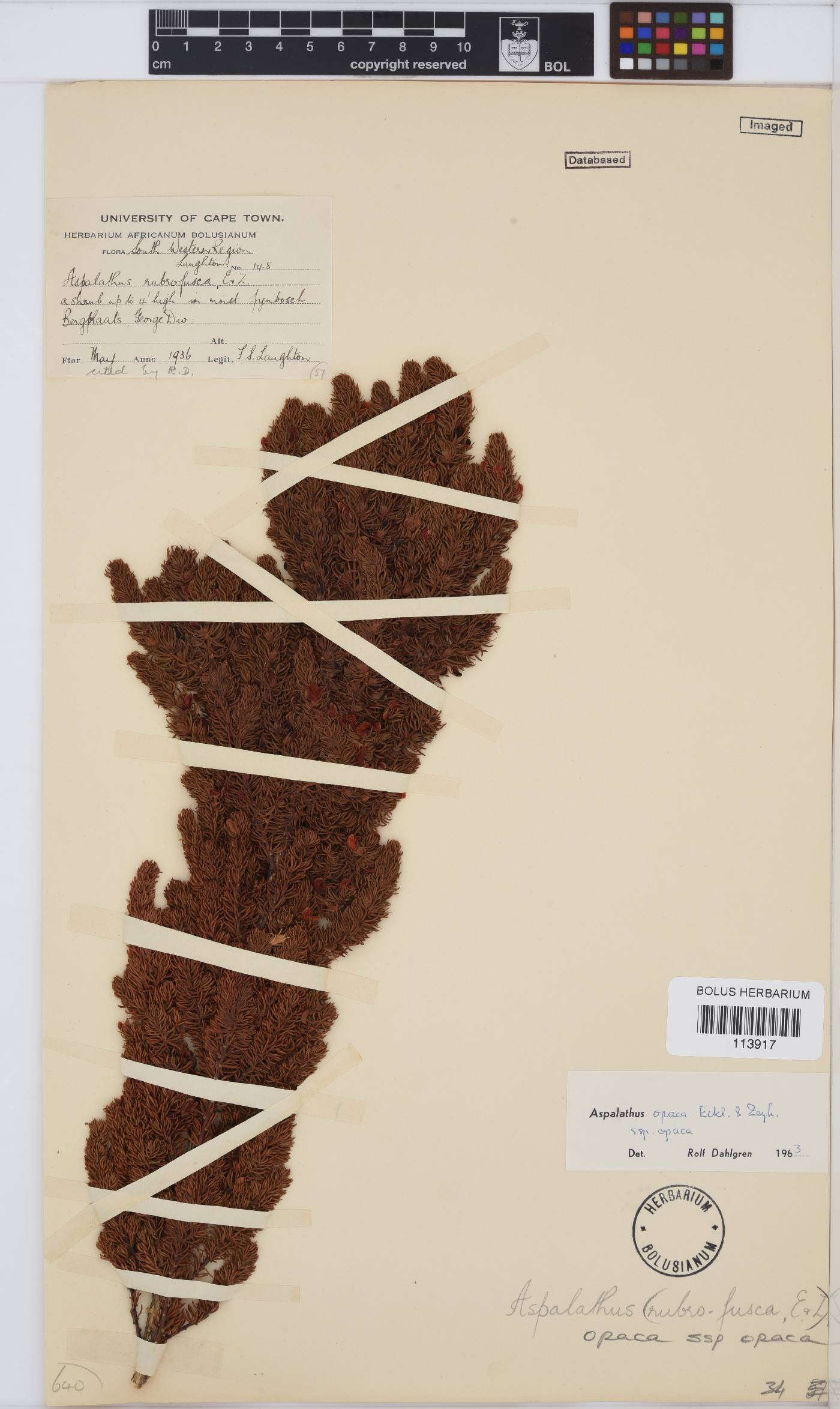 Aspalathus opaca subsp. opaca image