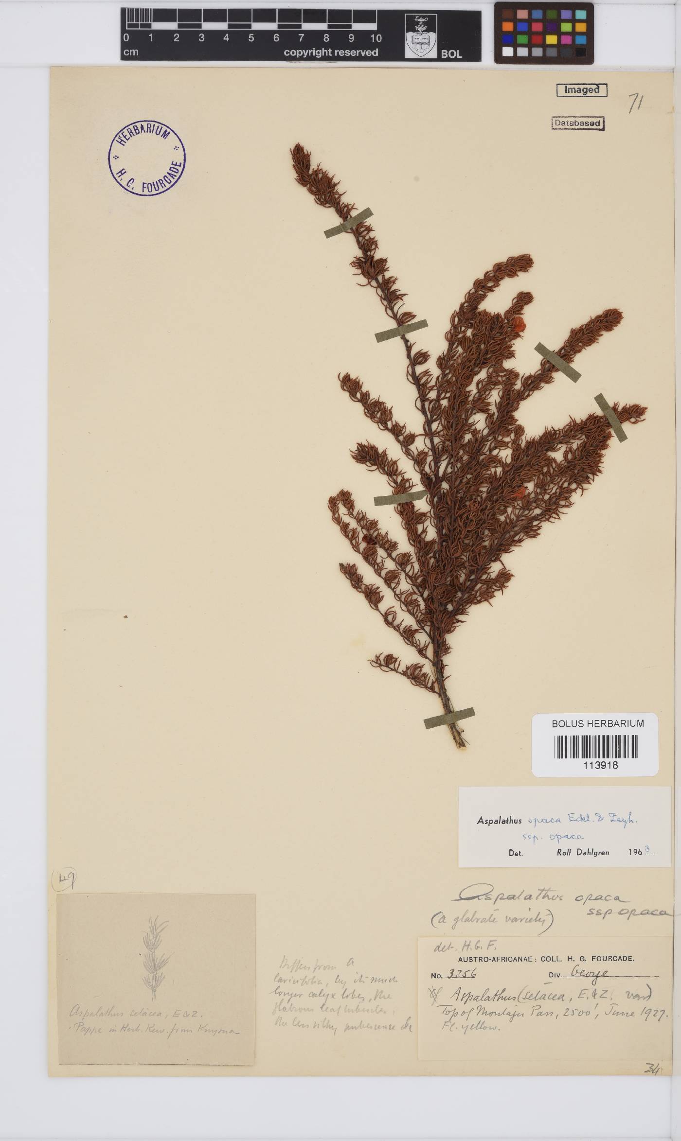 Aspalathus opaca subsp. opaca image