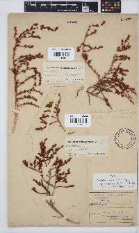 Aspalathus opaca subsp. pappeana image
