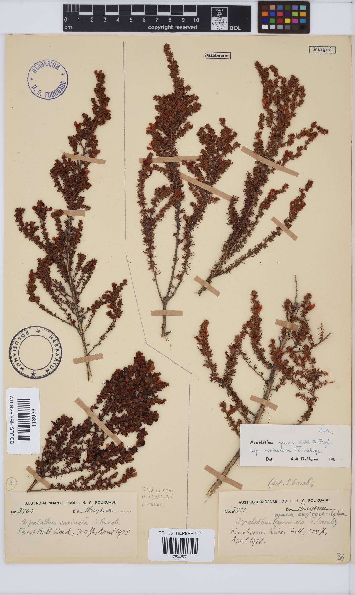 Aspalathus opaca subsp. rostriloba image