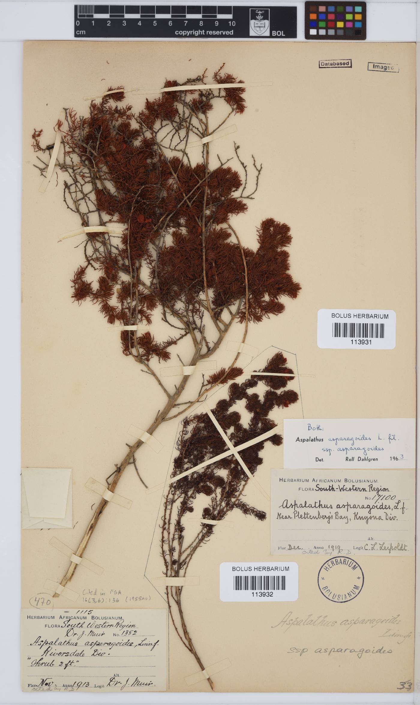 Aspalathus asparagoides subsp. asparagoides image