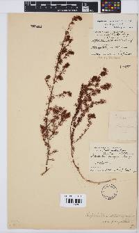 Aspalathus asparagoides subsp. asparagoides image