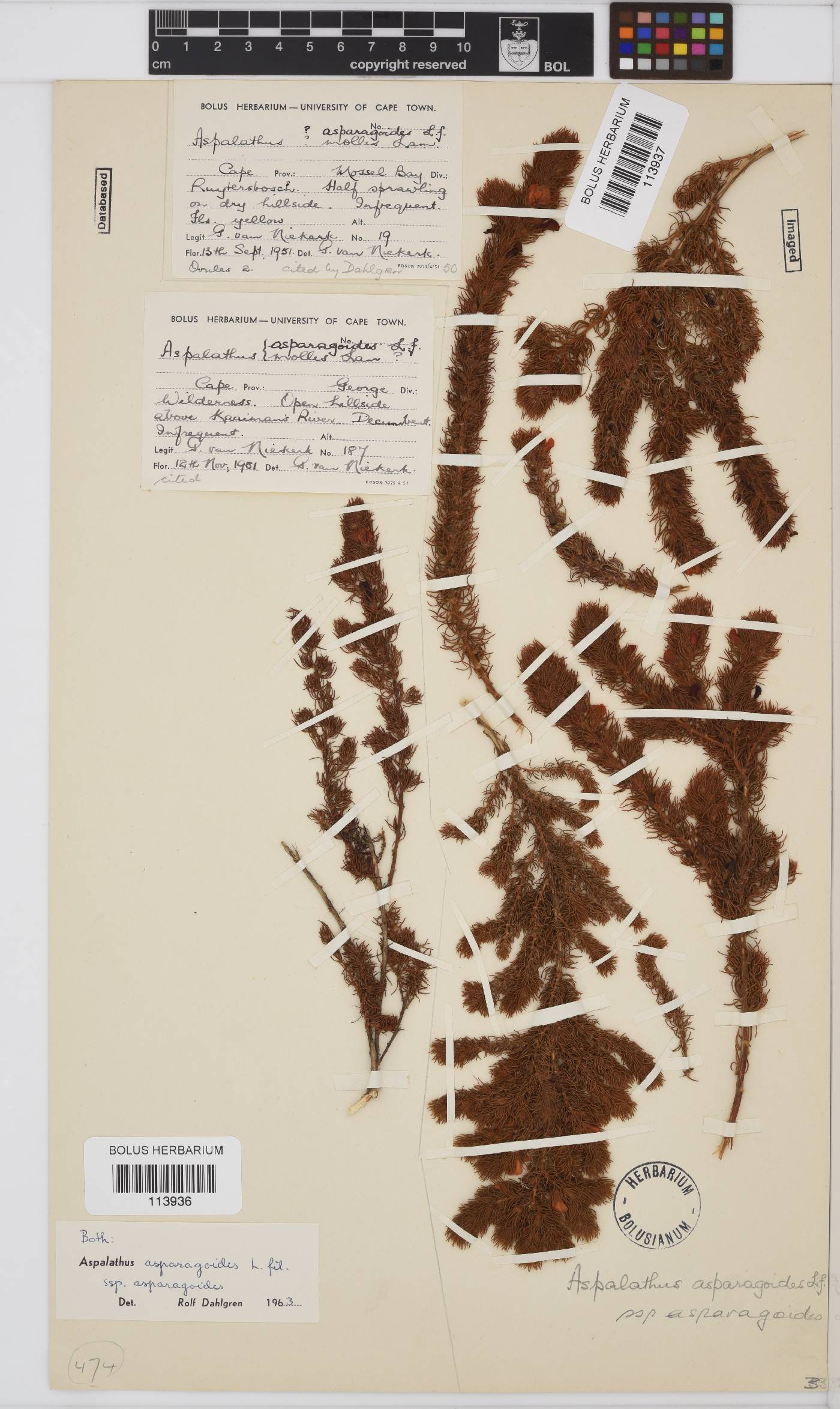 Aspalathus asparagoides image