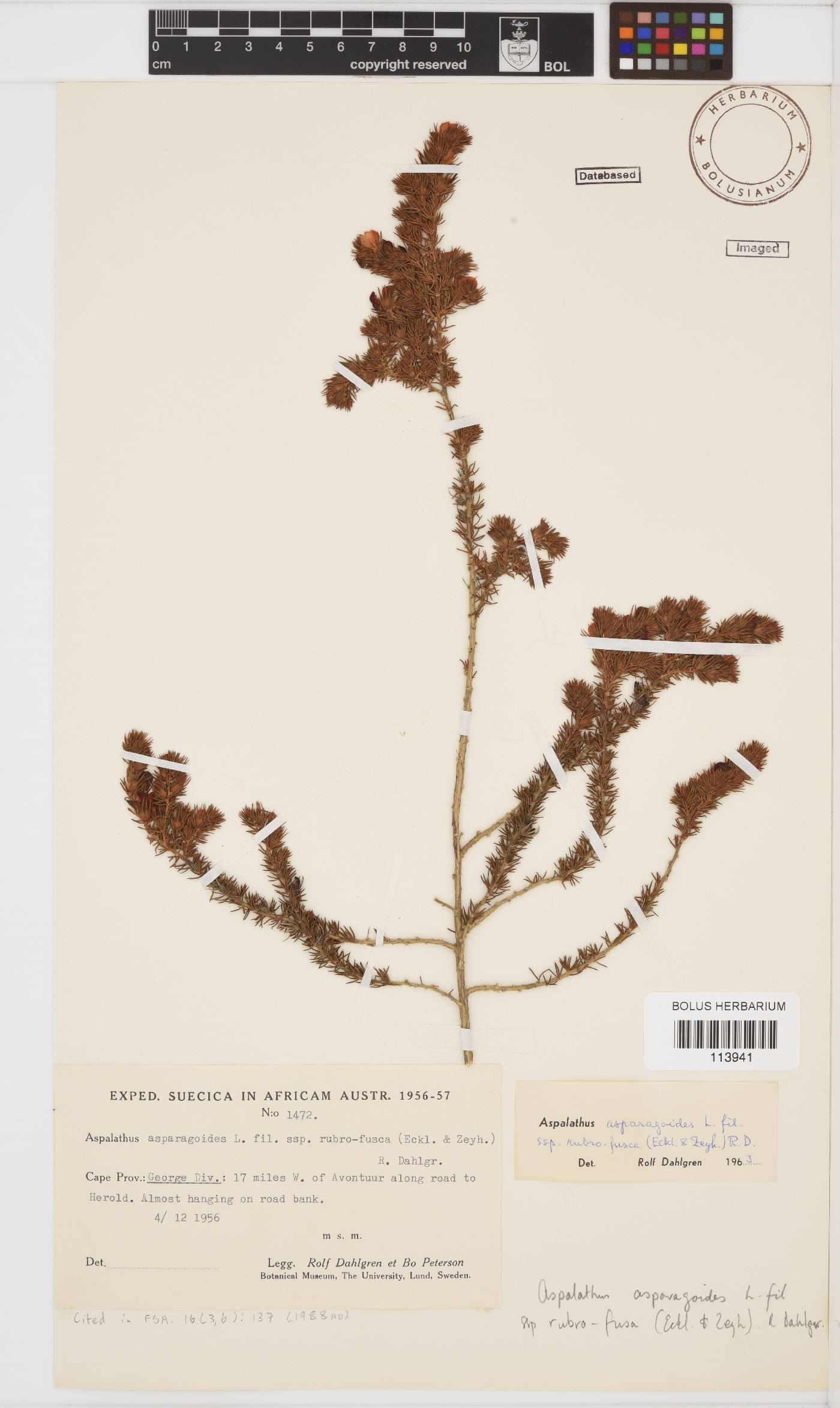 Aspalathus asparagoides image