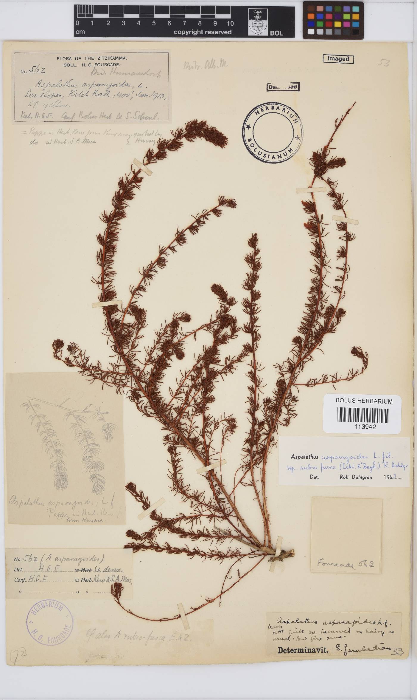 Aspalathus asparagoides image