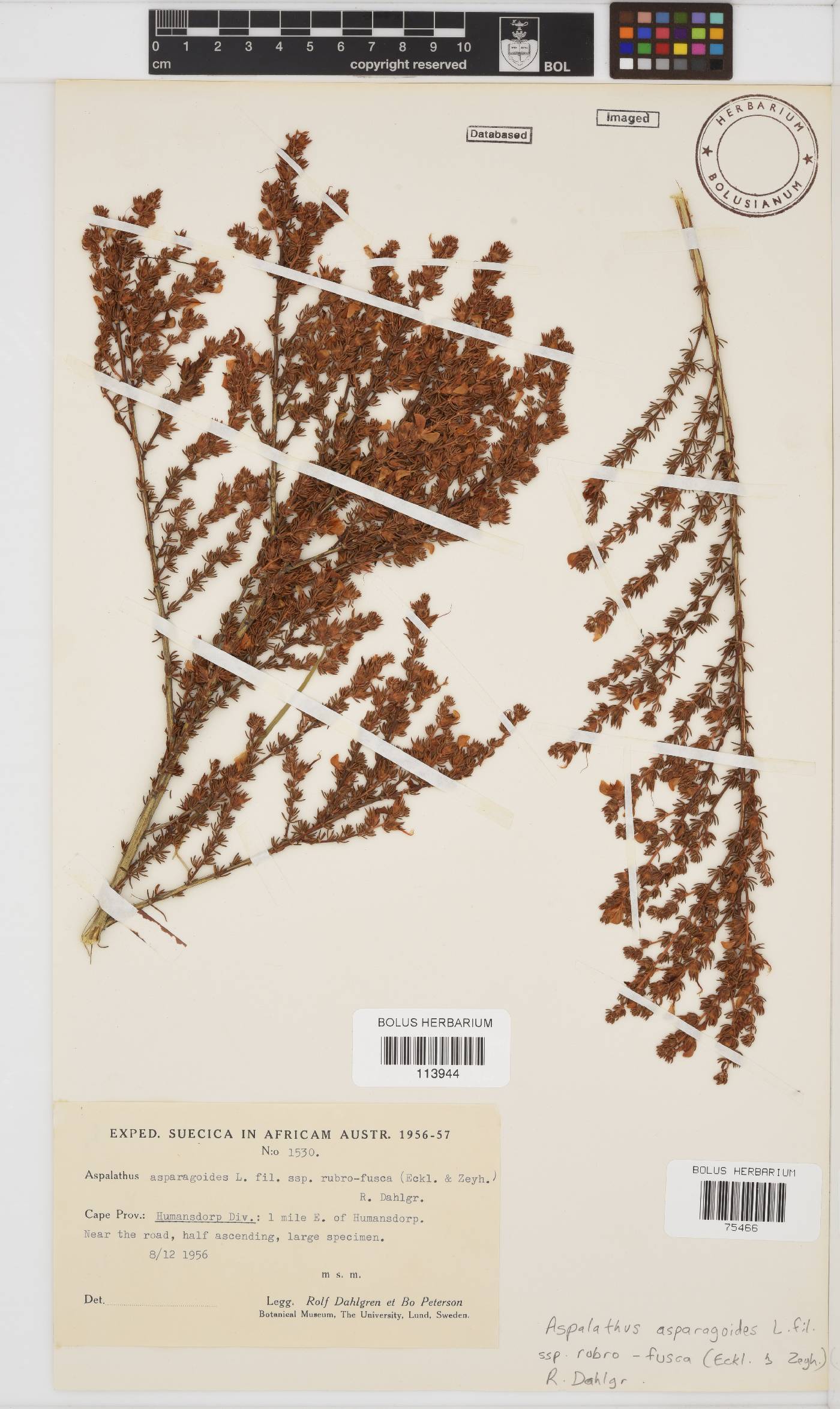 Aspalathus asparagoides subsp. rubrofusca image
