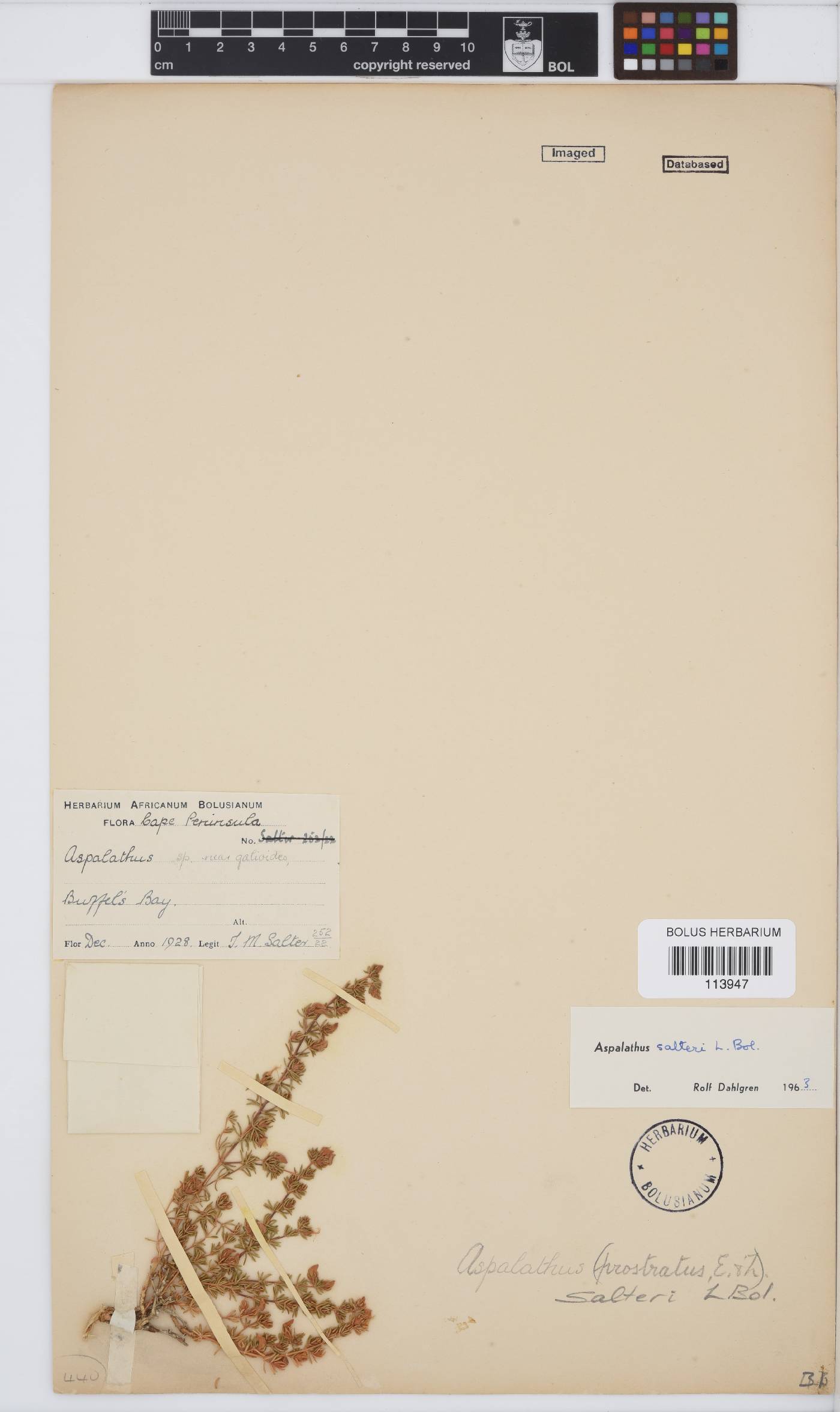 Aspalathus salteri image