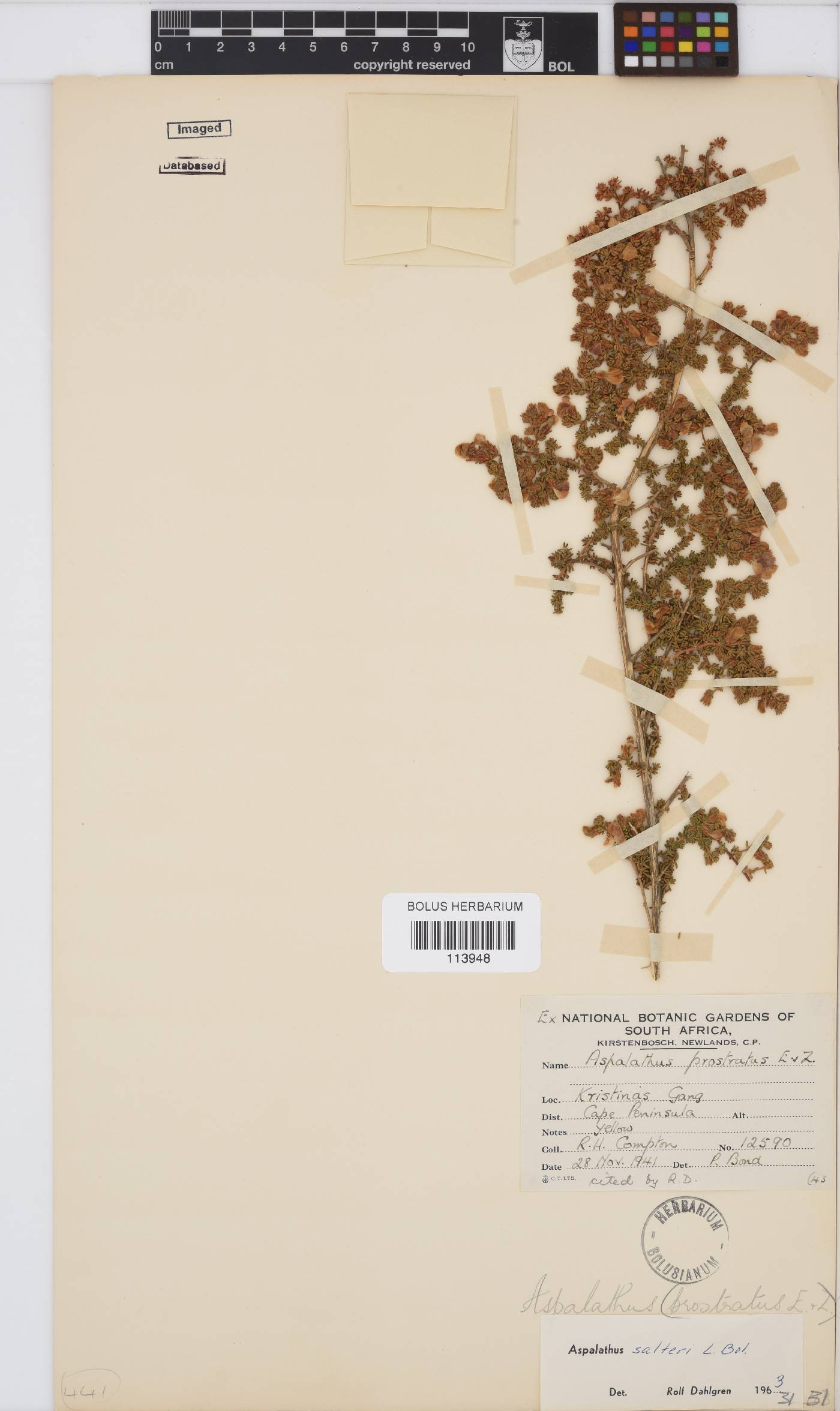 Aspalathus salteri image