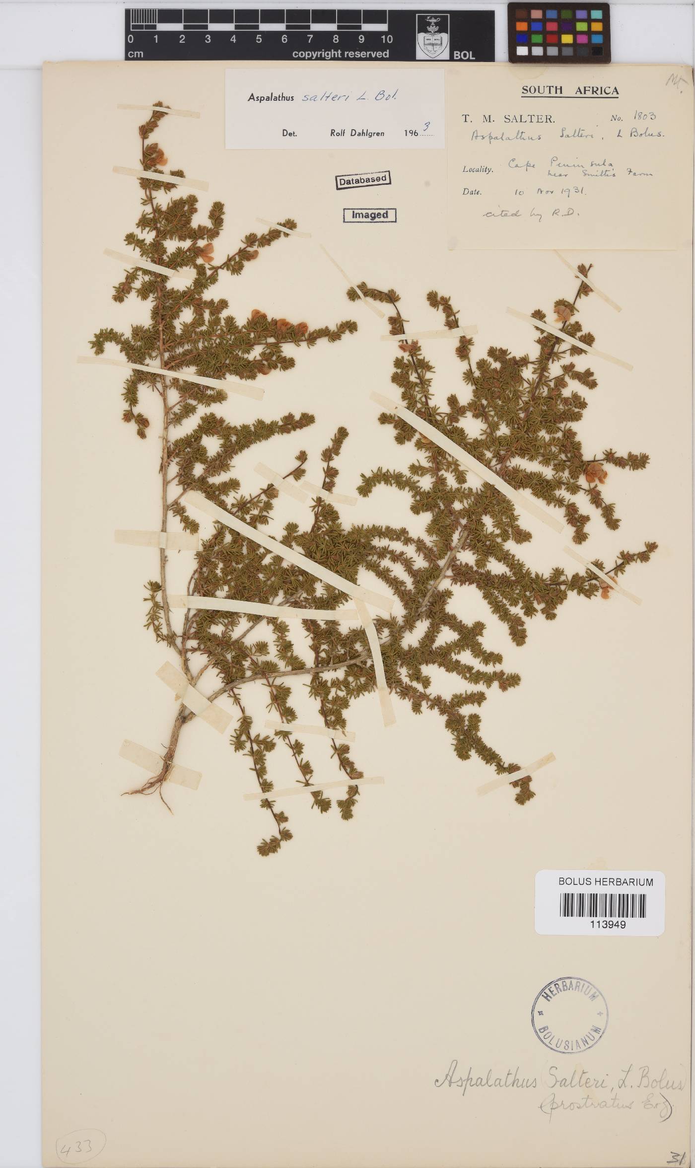 Aspalathus salteri image